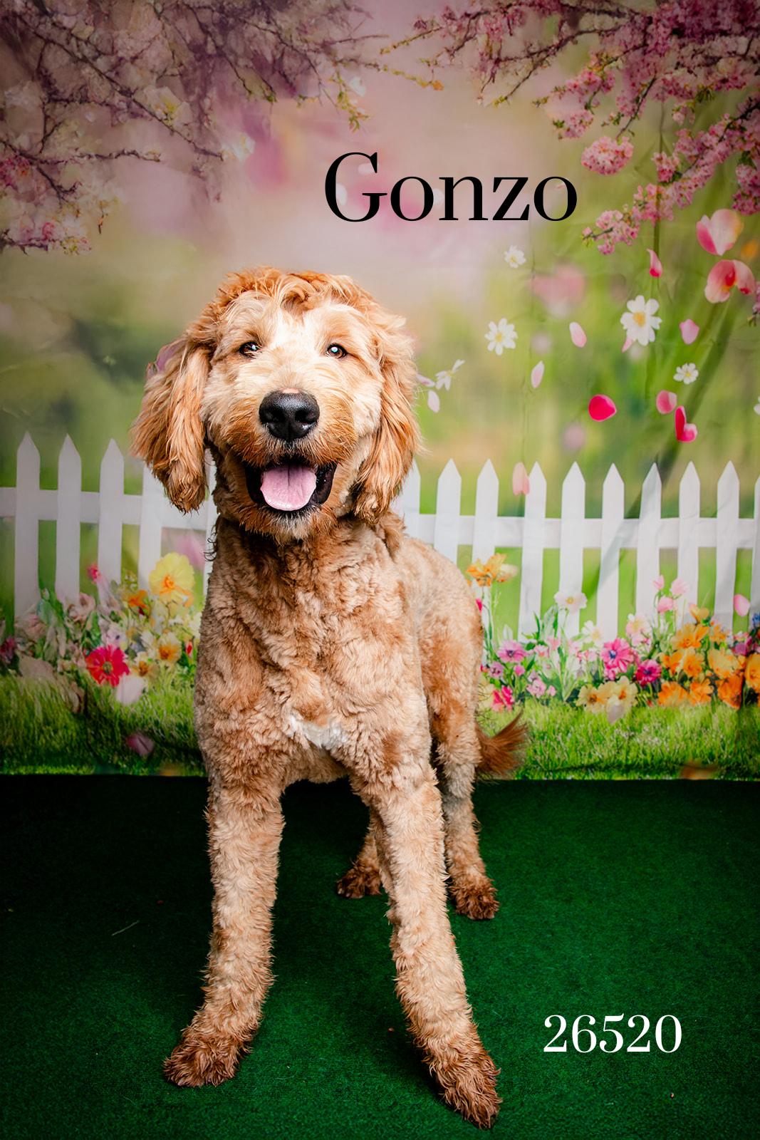 Enlarge Gonzo, an adopted mixed breed in Oak Ridge, TN image 1/3