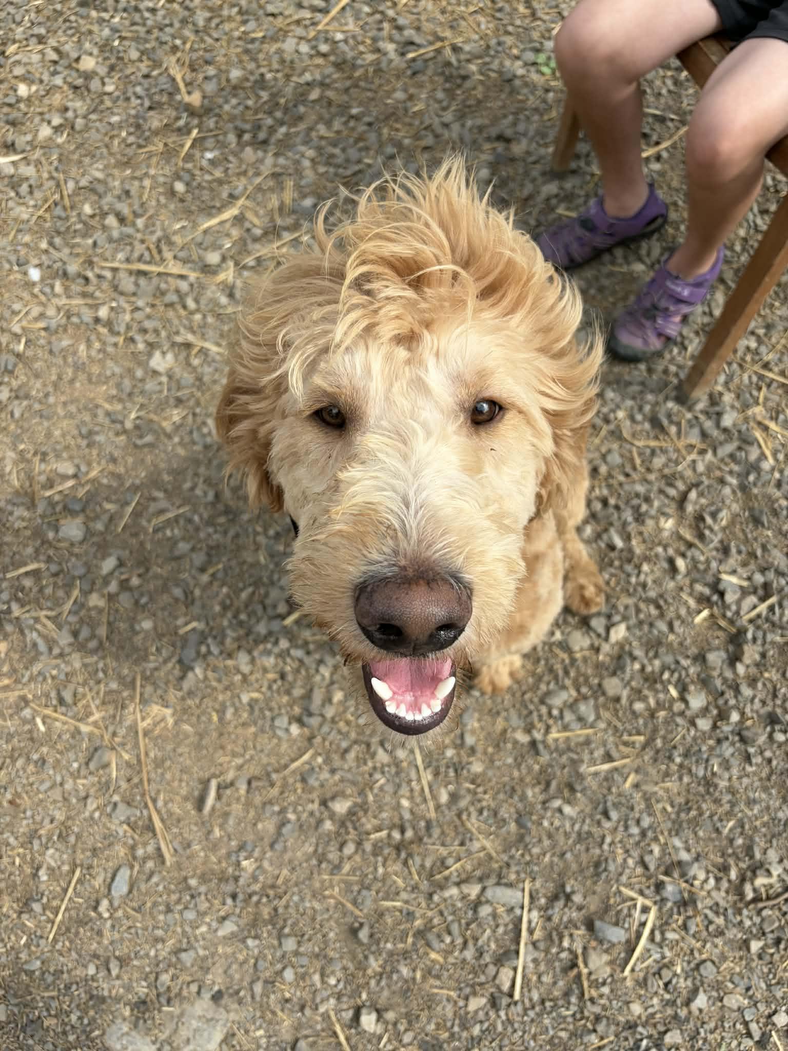 Enlarge Gonzo, an adopted mixed breed in Oak Ridge, TN image 2/3