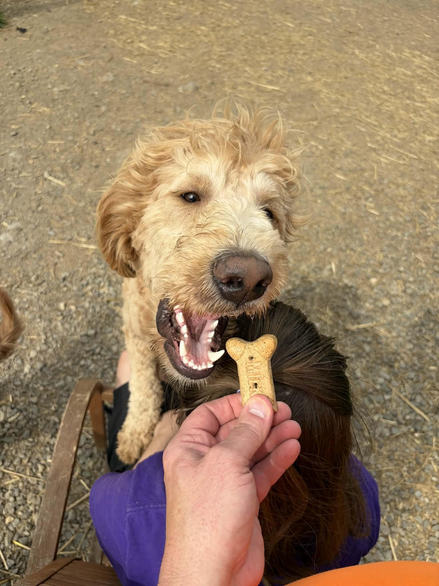 Enlarge Gonzo, an adopted mixed breed in Oak Ridge, TN image 3/3