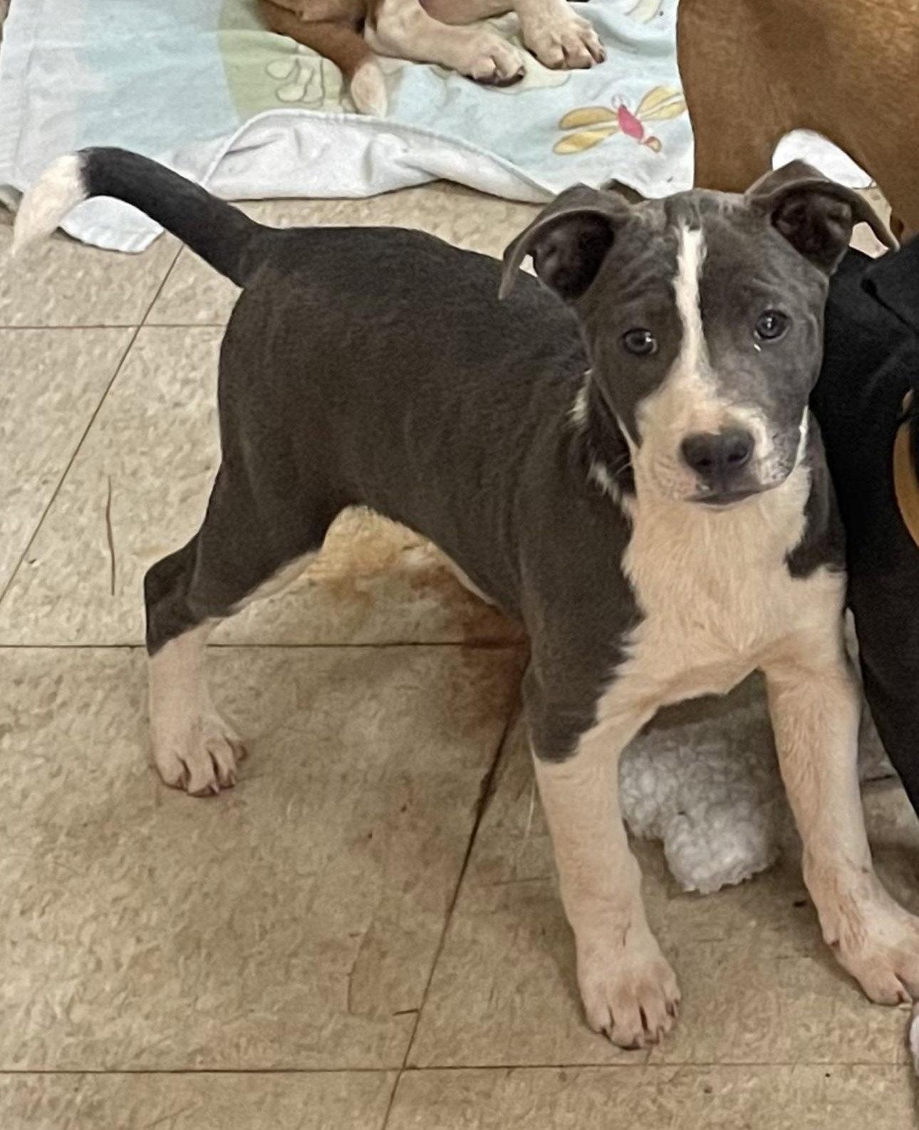 Enlarge COURTESY POST..Cooper (Coop), a Adoptable Catahoula Leopard Dog in Social Circle, GA image 1/1