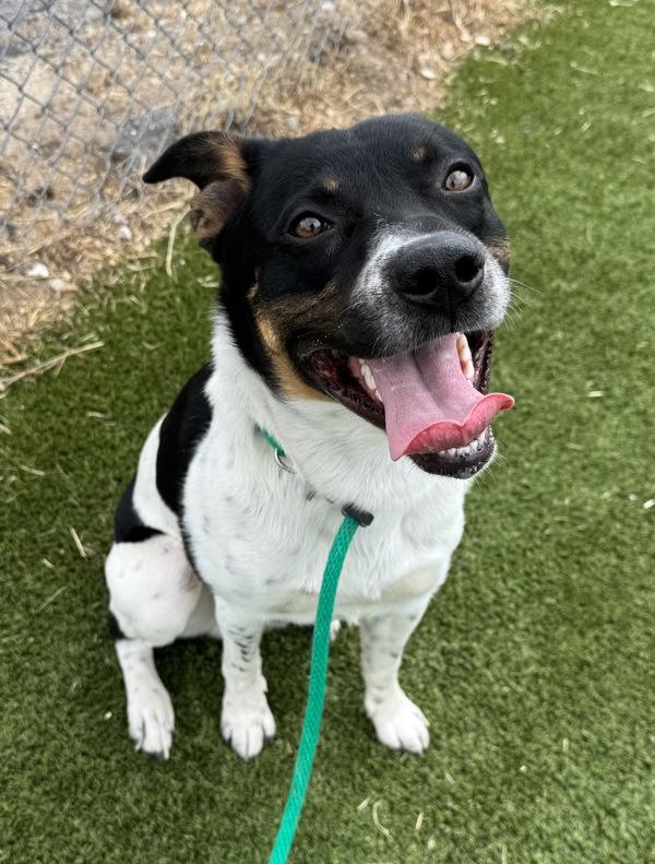 *Huckleberry*, Adoptable, Young Male Australian Cattle Dog / Blue Heeler.