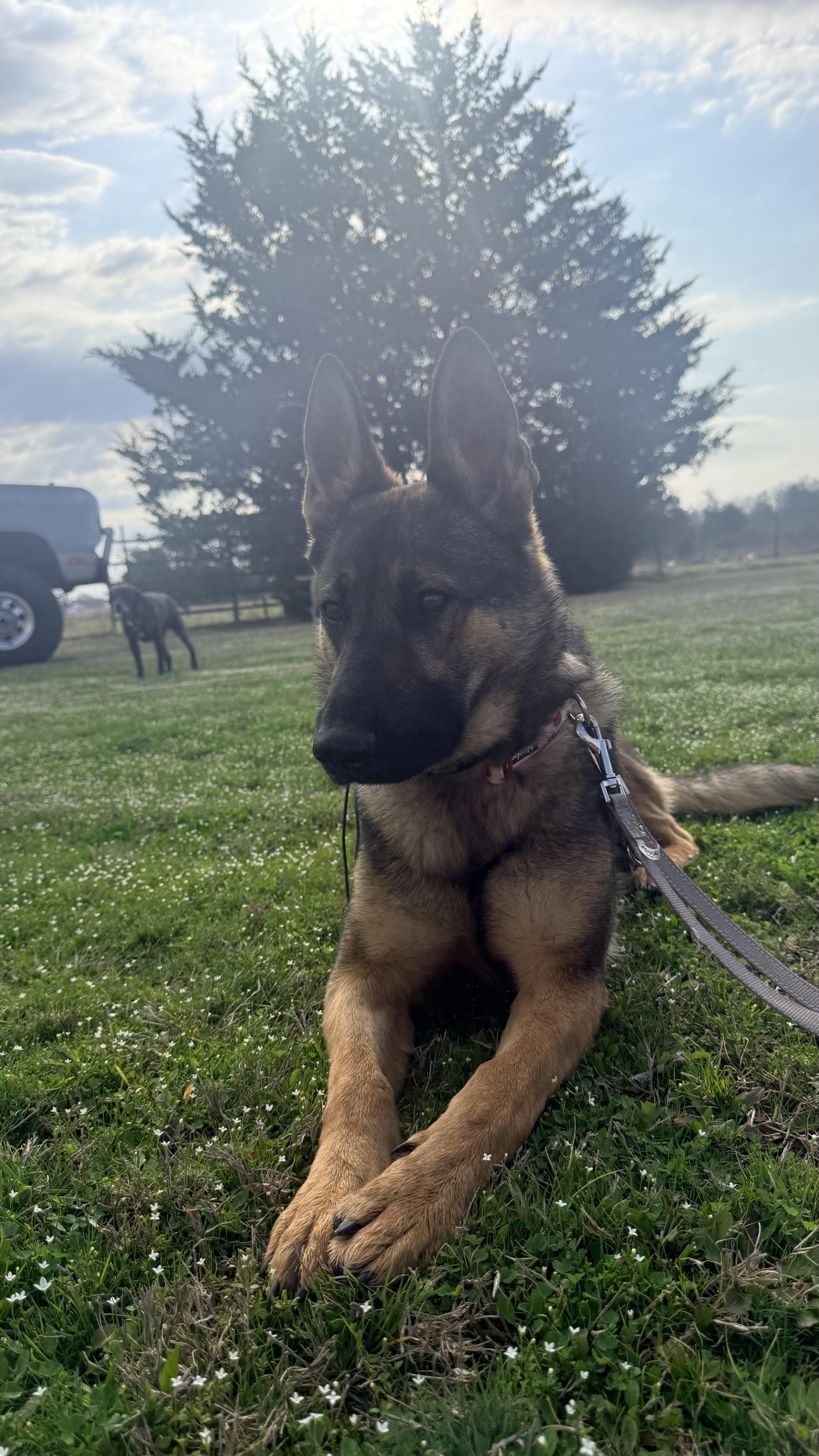 Enlarge Faye, a Adoptable German Shepherd Dog in Jacksboro, TX image 4/5