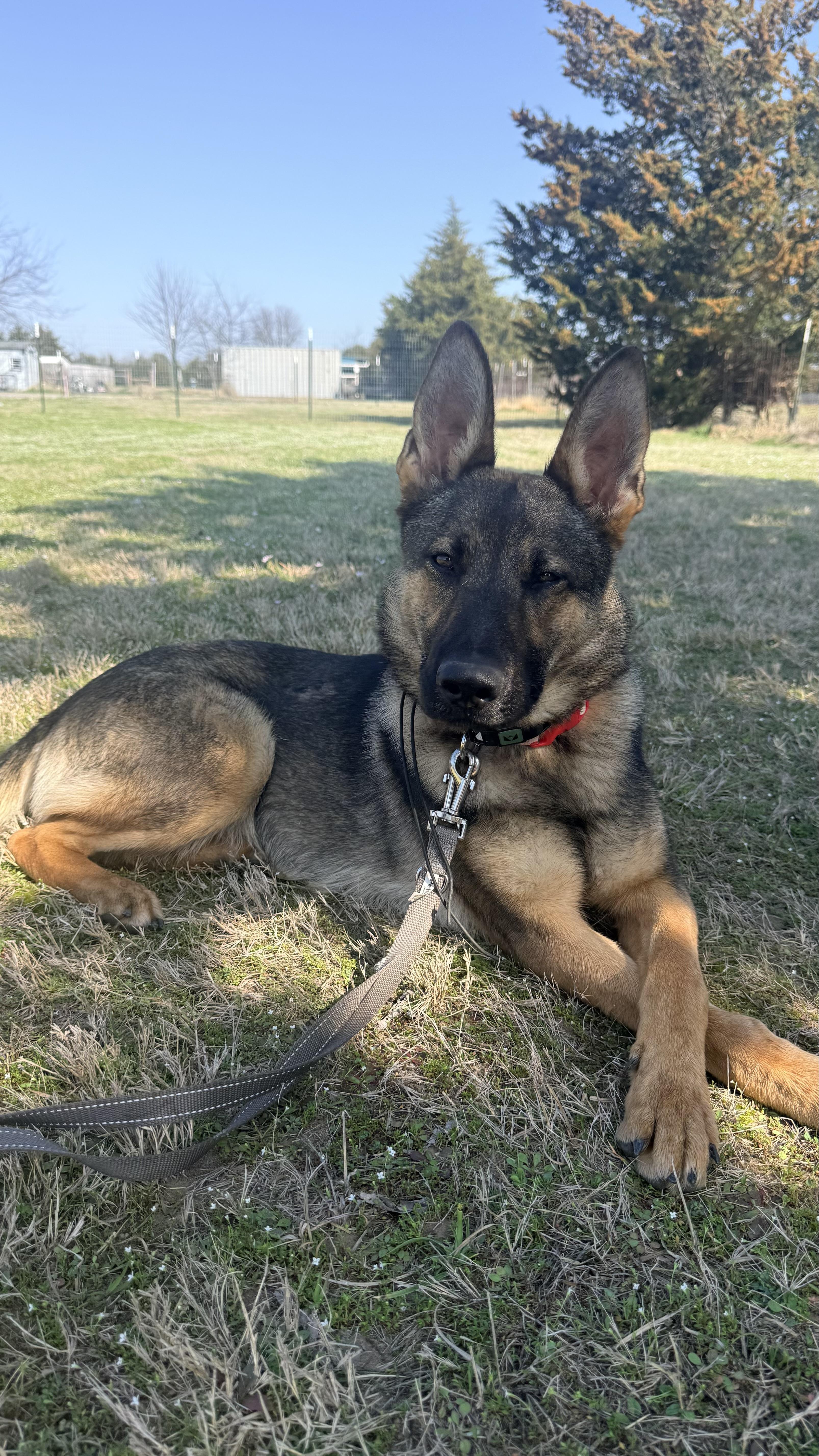 Faye, Adoptable, Adult Female German Shepherd Dog.