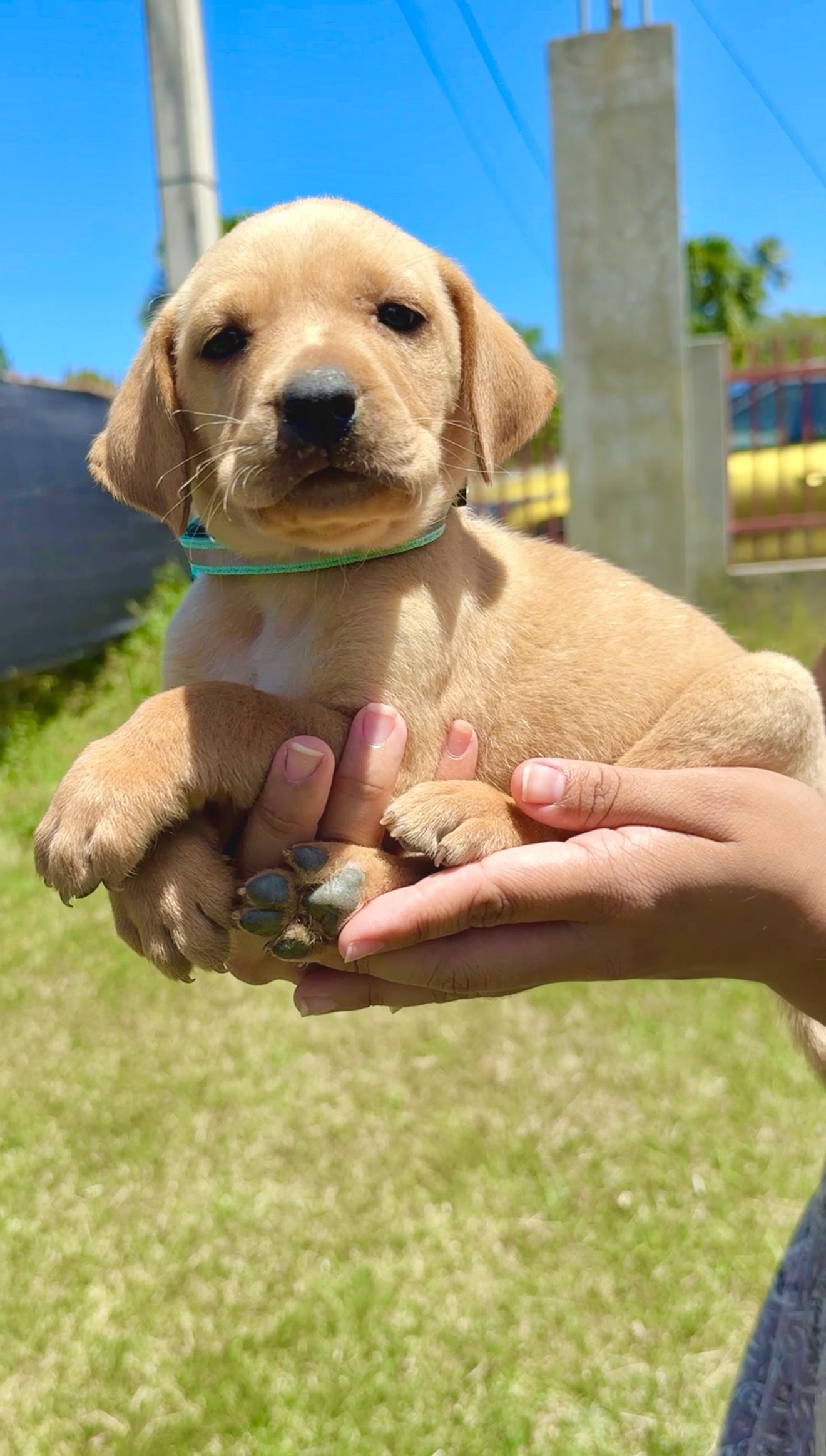 Enlarge Truffle - Green Eyed, Happy, boy puppy - *Low Adoption Fee*, a Adoptable mixed breed in Boston, MA image 4/6