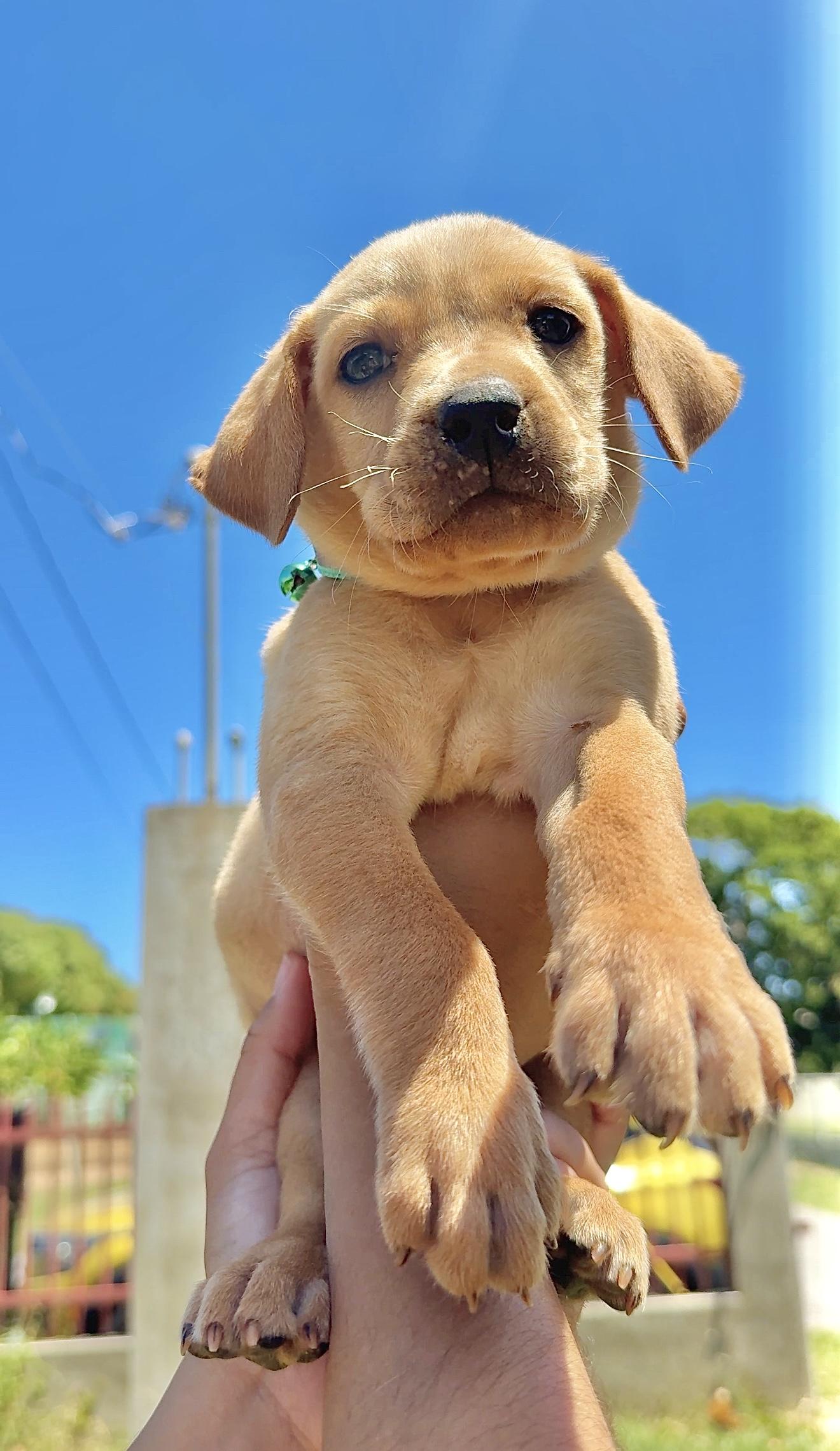 Enlarge Truffle - Green Eyed, Happy, boy puppy - *Low Adoption Fee*, a Adoptable mixed breed in Boston, MA image 6/6