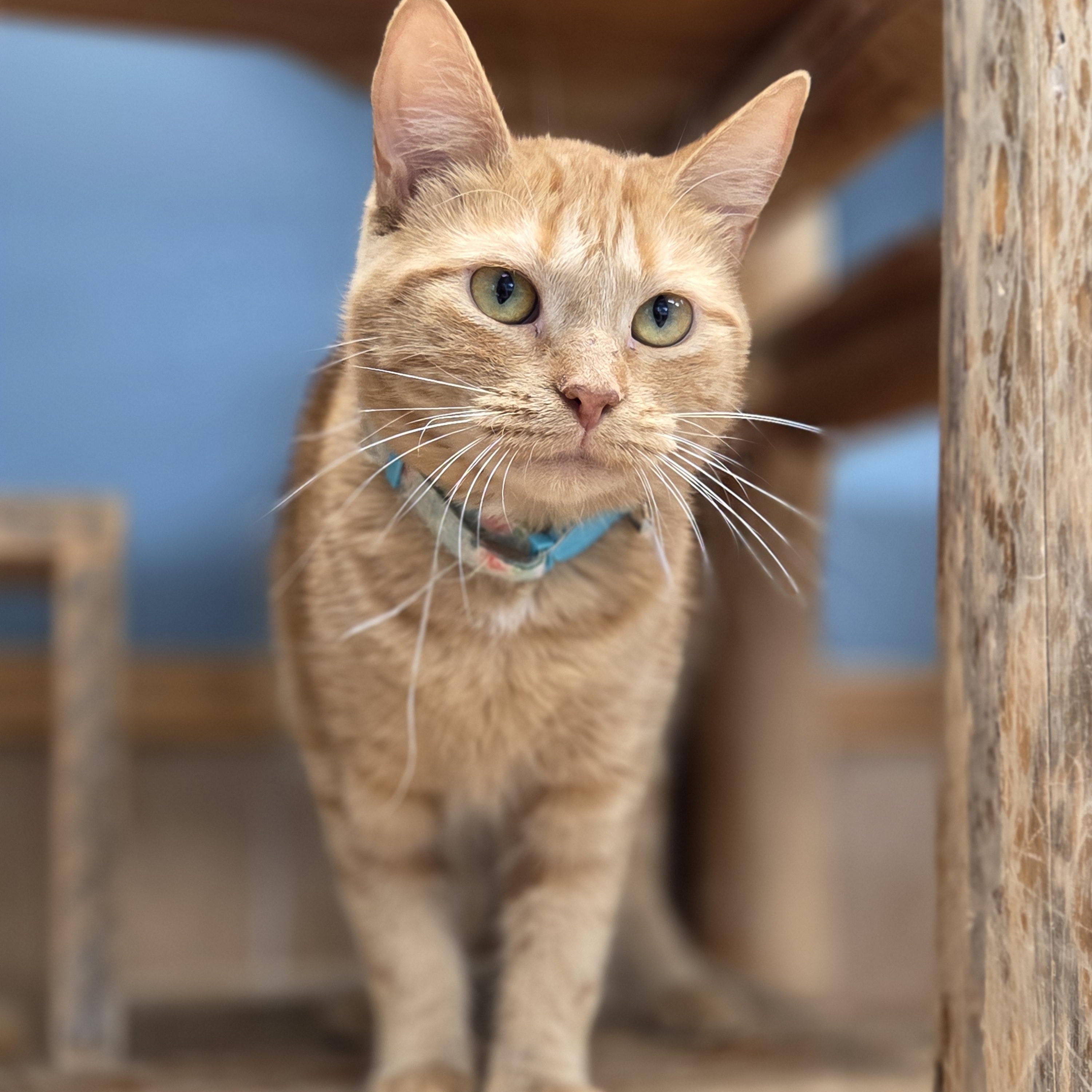 Candy, an adoptable Domestic Short Hair in Park Rapids, MN, 56470 | Photo Image 1