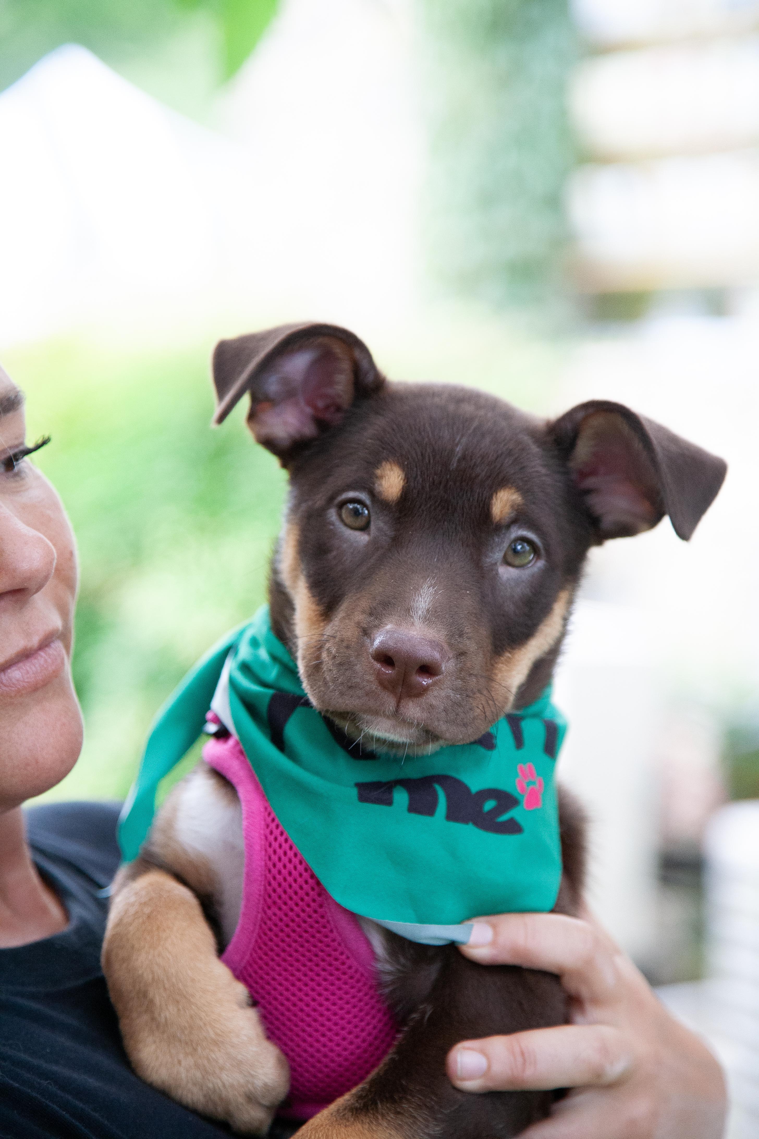 Enlarge Jessie, a ADOPTABLE Mixed Breed in Nashville, TN image 2/6