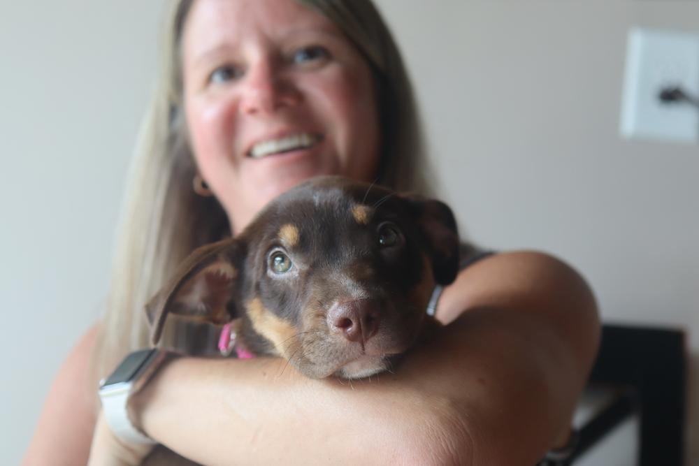 Enlarge Jessie, a ADOPTABLE Mixed Breed in Nashville, TN image 6/6