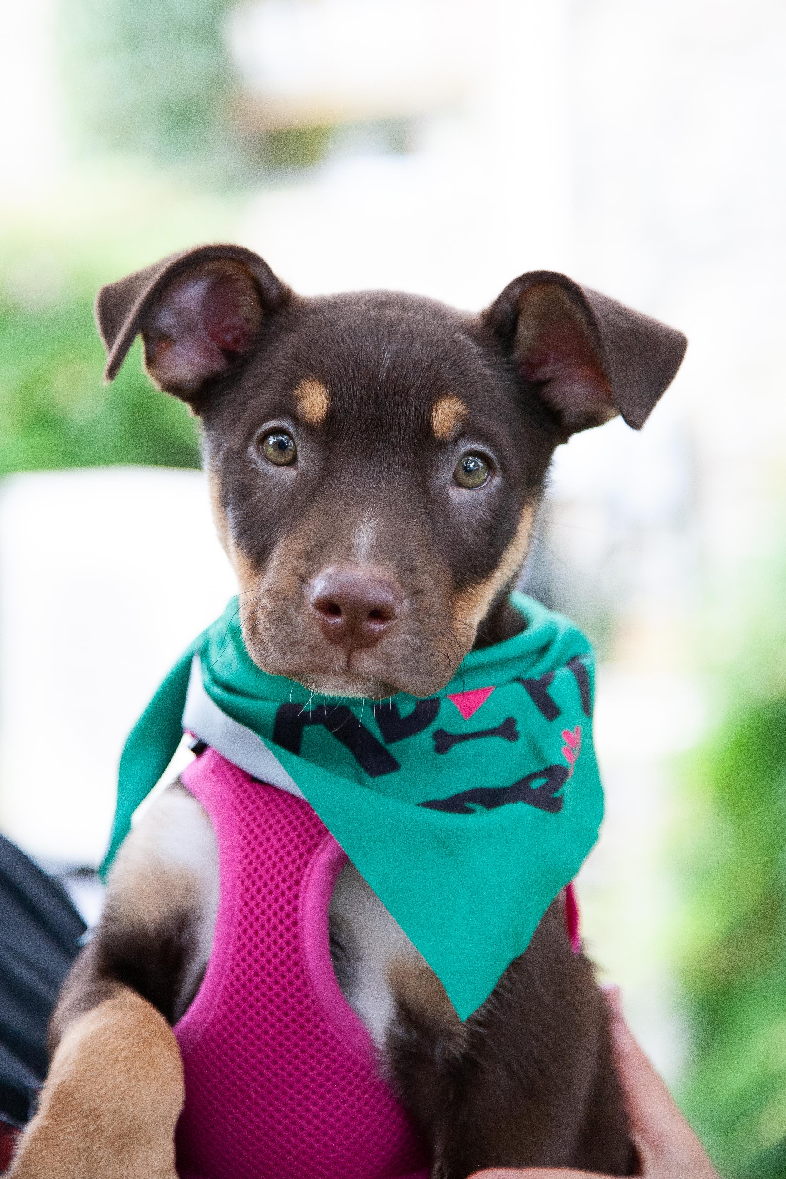 Jessie, ADOPTABLE, Young Female Mixed Breed.