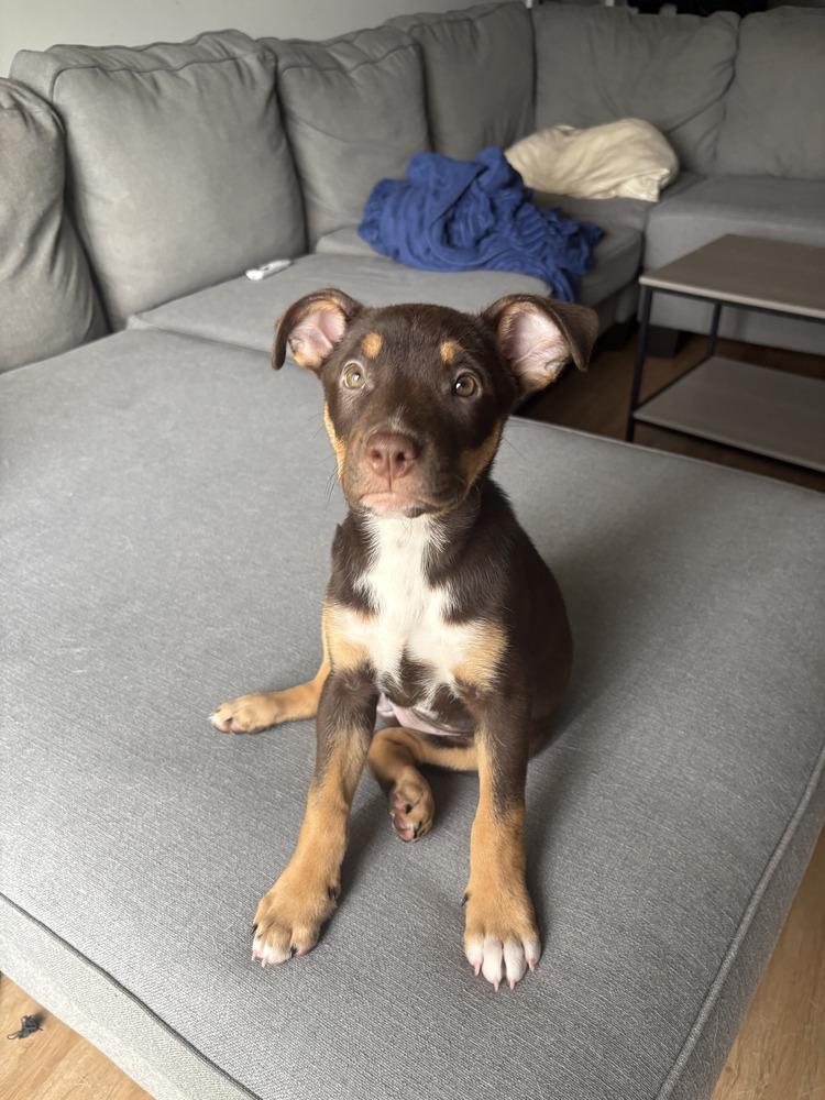 Enlarge Jessie, a ADOPTABLE Mixed Breed in Nashville, TN image 4/6