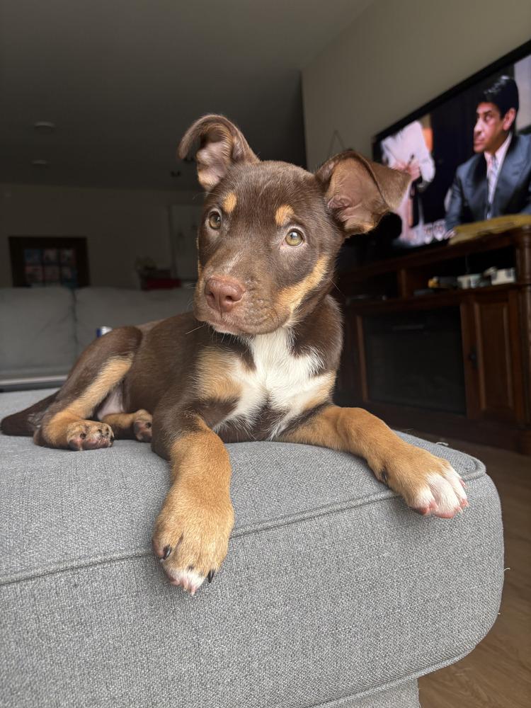 Enlarge Jessie, a ADOPTABLE Mixed Breed in Nashville, TN image 5/6