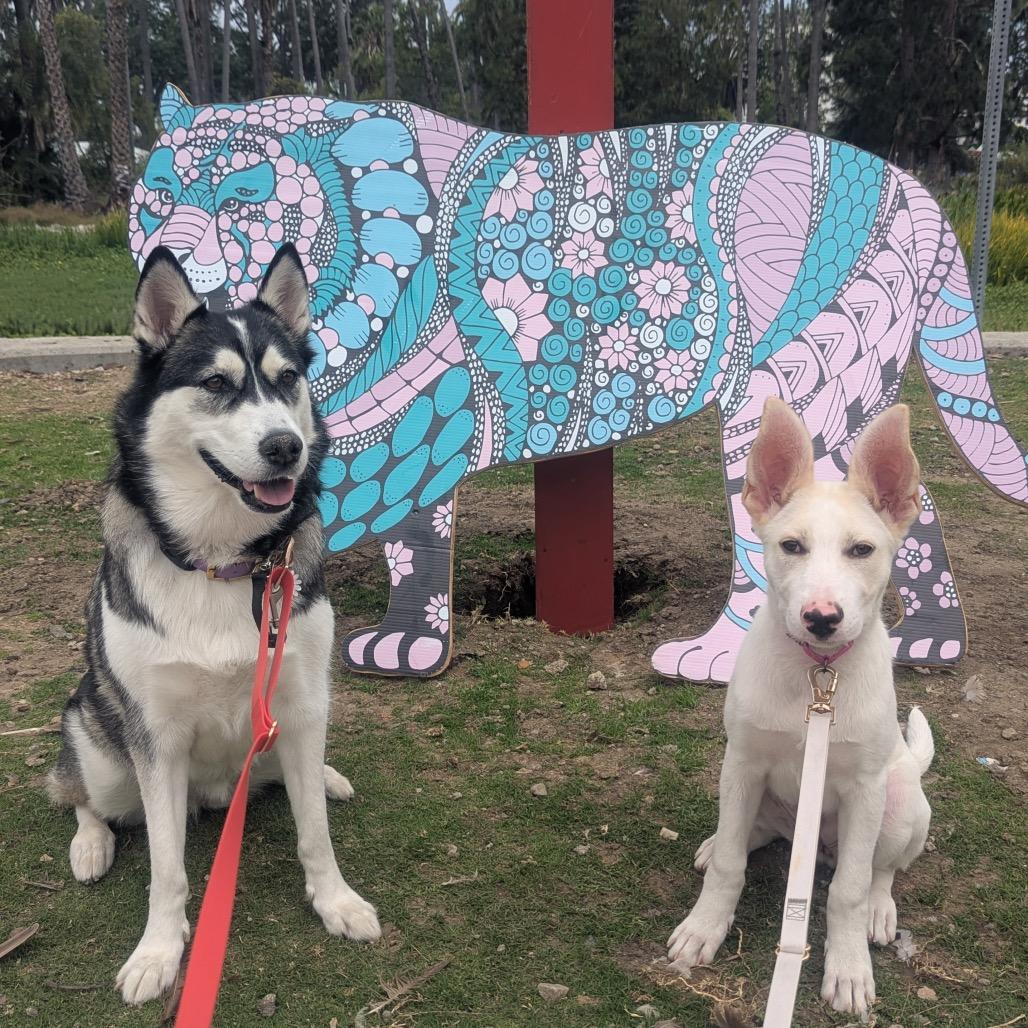 Juniper, a Adoptable Shepherd in Los Angeles, CA image 1/5