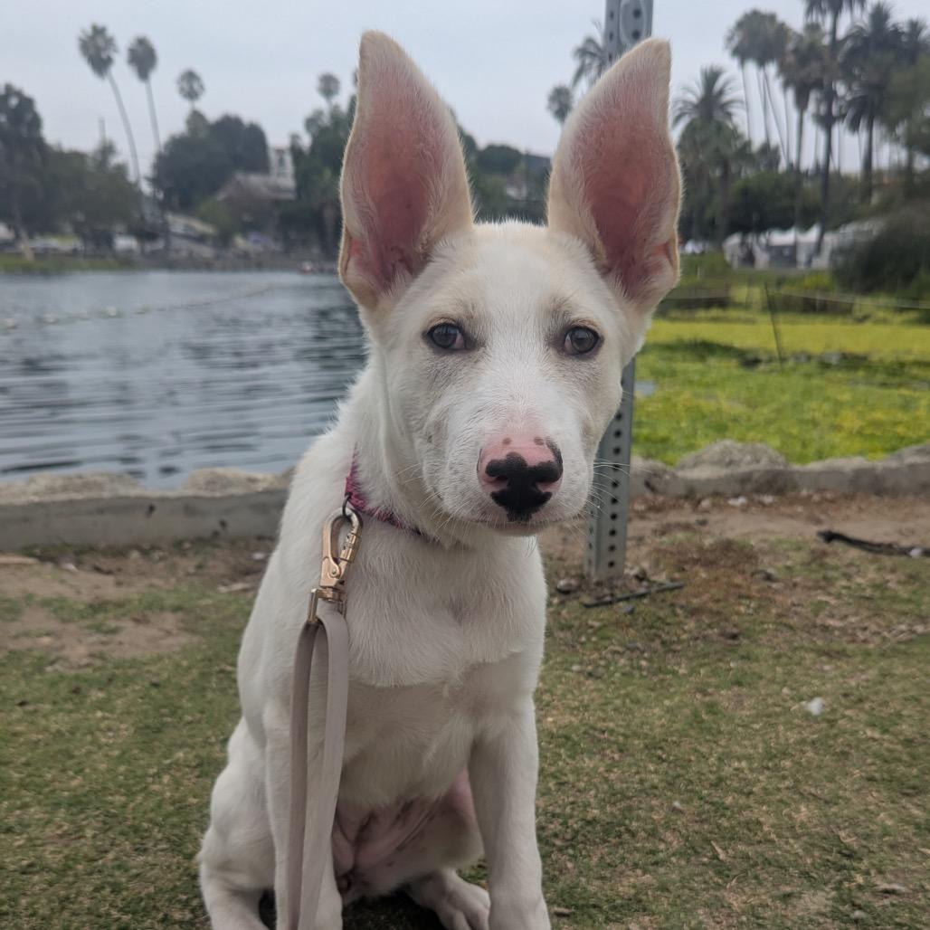 Juniper, a Adoptable Shepherd in Los Angeles, CA image 2/5