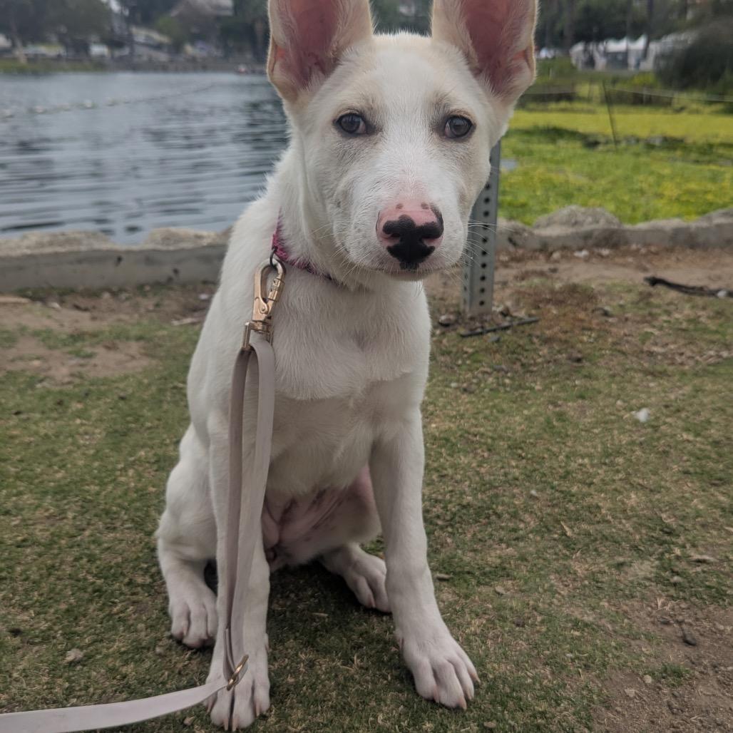 Juniper, a Adoptable Shepherd in Los Angeles, CA image 3/5