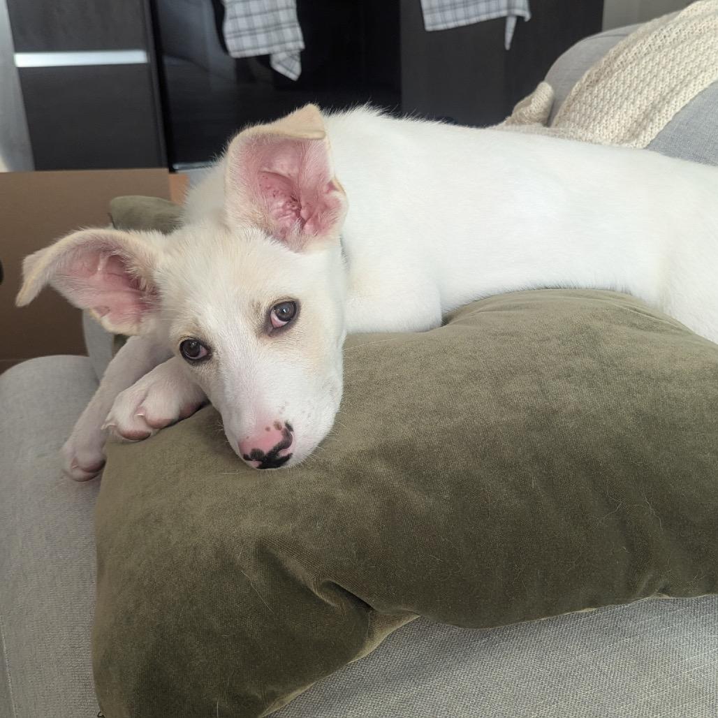 Juniper, a Adoptable Shepherd in Los Angeles, CA image 4/5