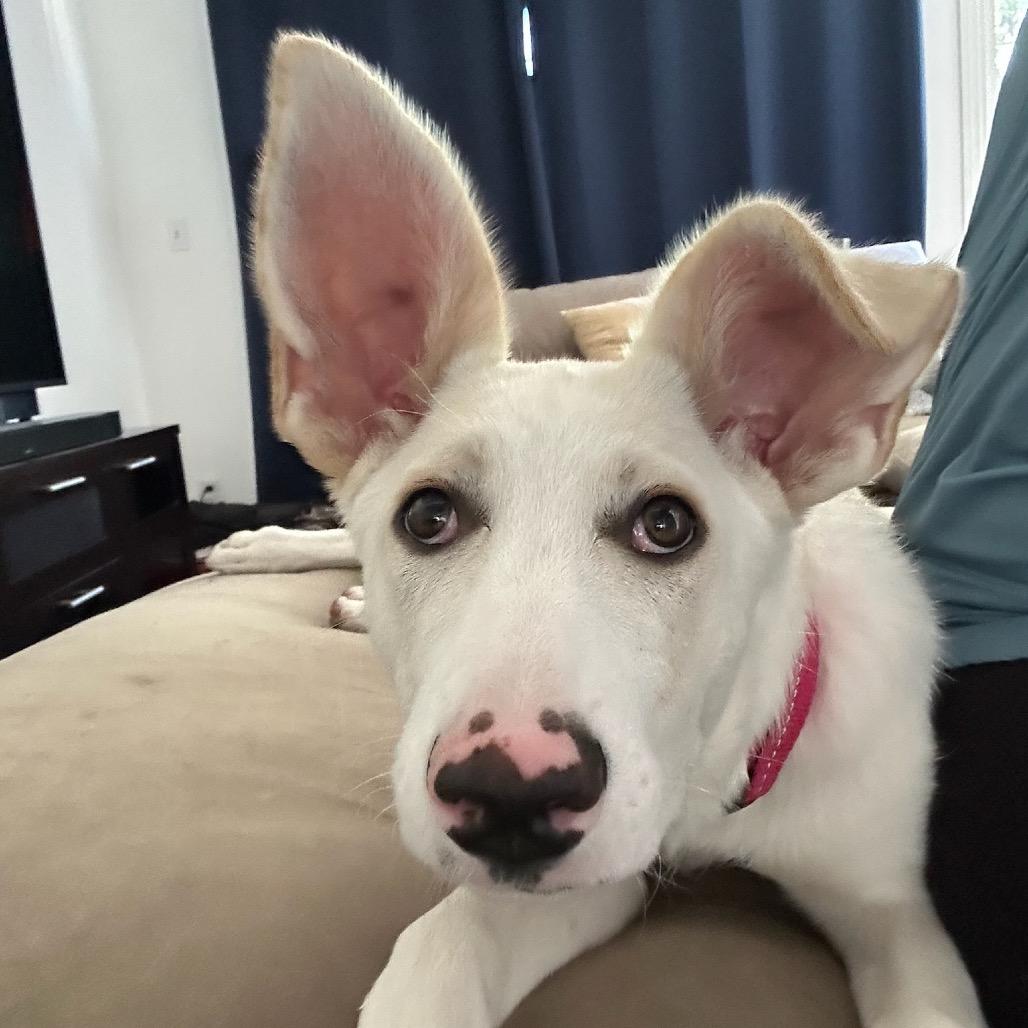 Juniper, a Adoptable Shepherd in Los Angeles, CA image 5/5