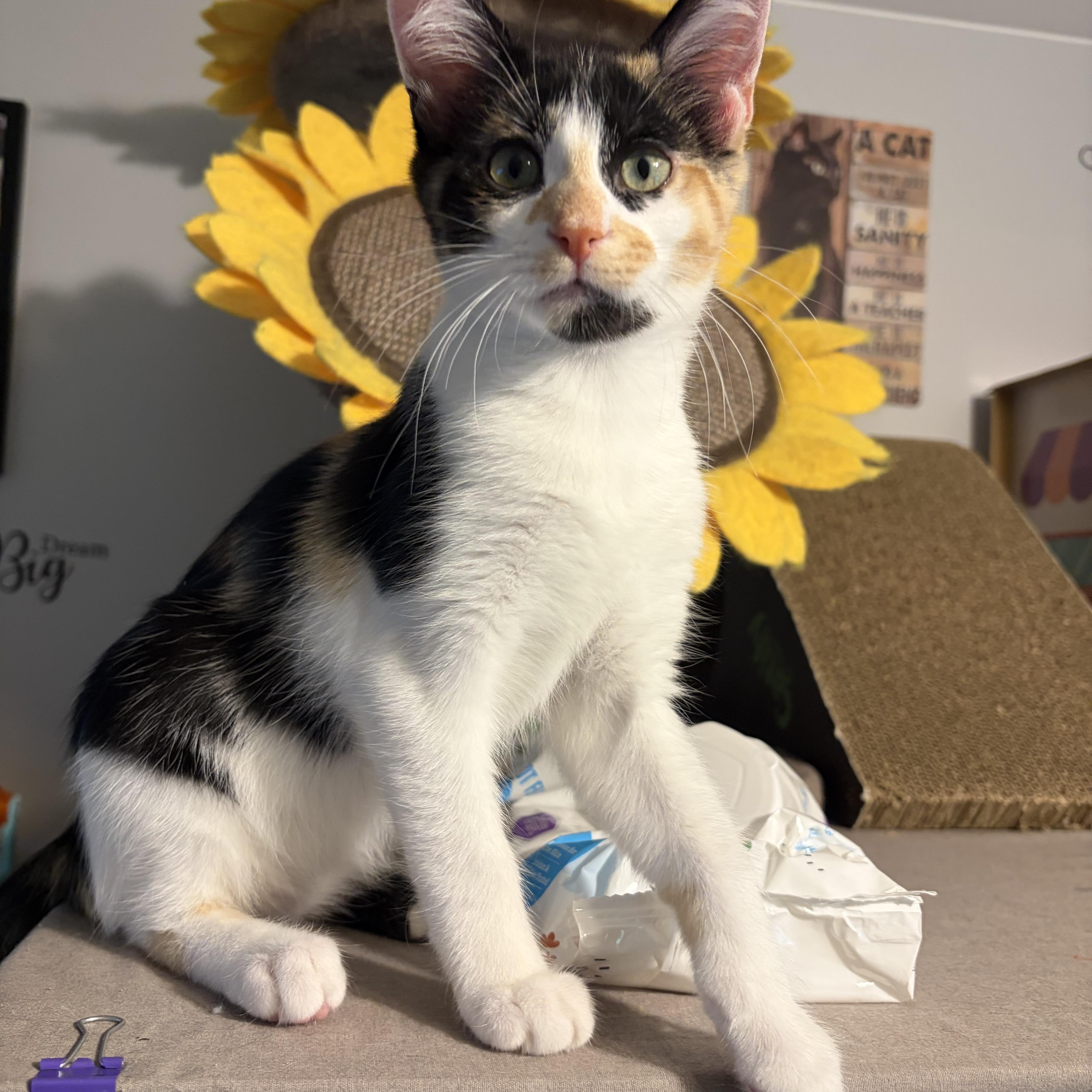 Enlarge Brylee, a ADOPTABLE Domestic Short Hair in South Lyon, MI image 4/4