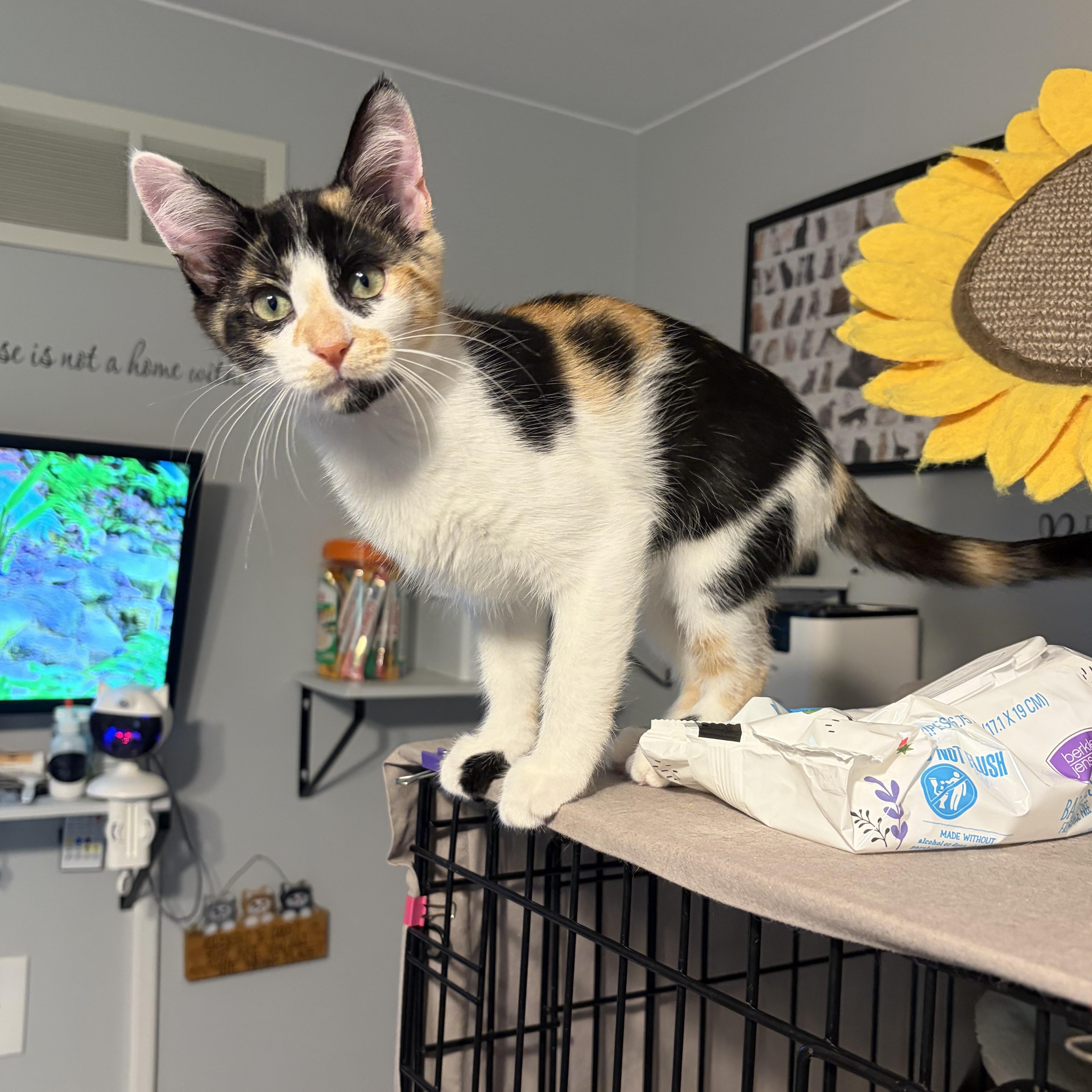 Enlarge Brylee, a ADOPTABLE Domestic Short Hair in South Lyon, MI image 1/4