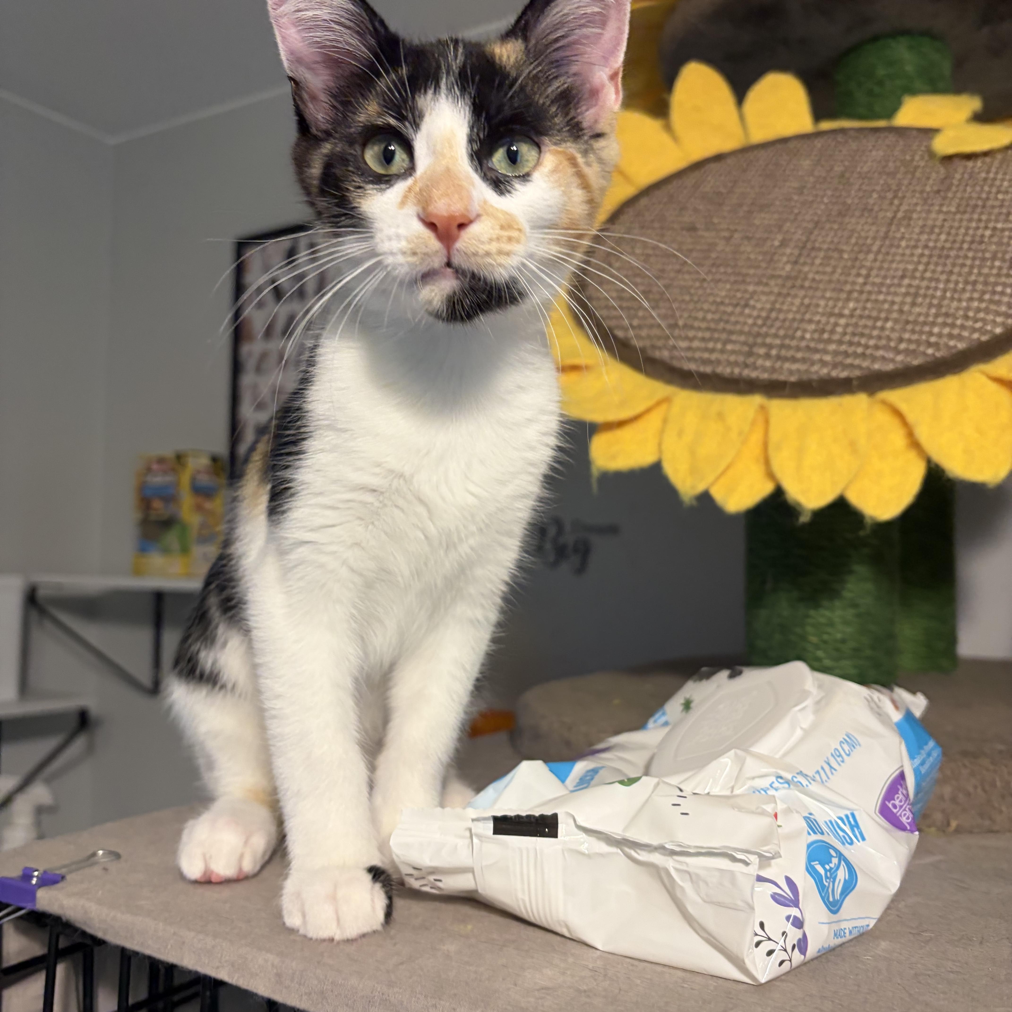 Enlarge Brylee, a ADOPTABLE Domestic Short Hair in South Lyon, MI image 3/4