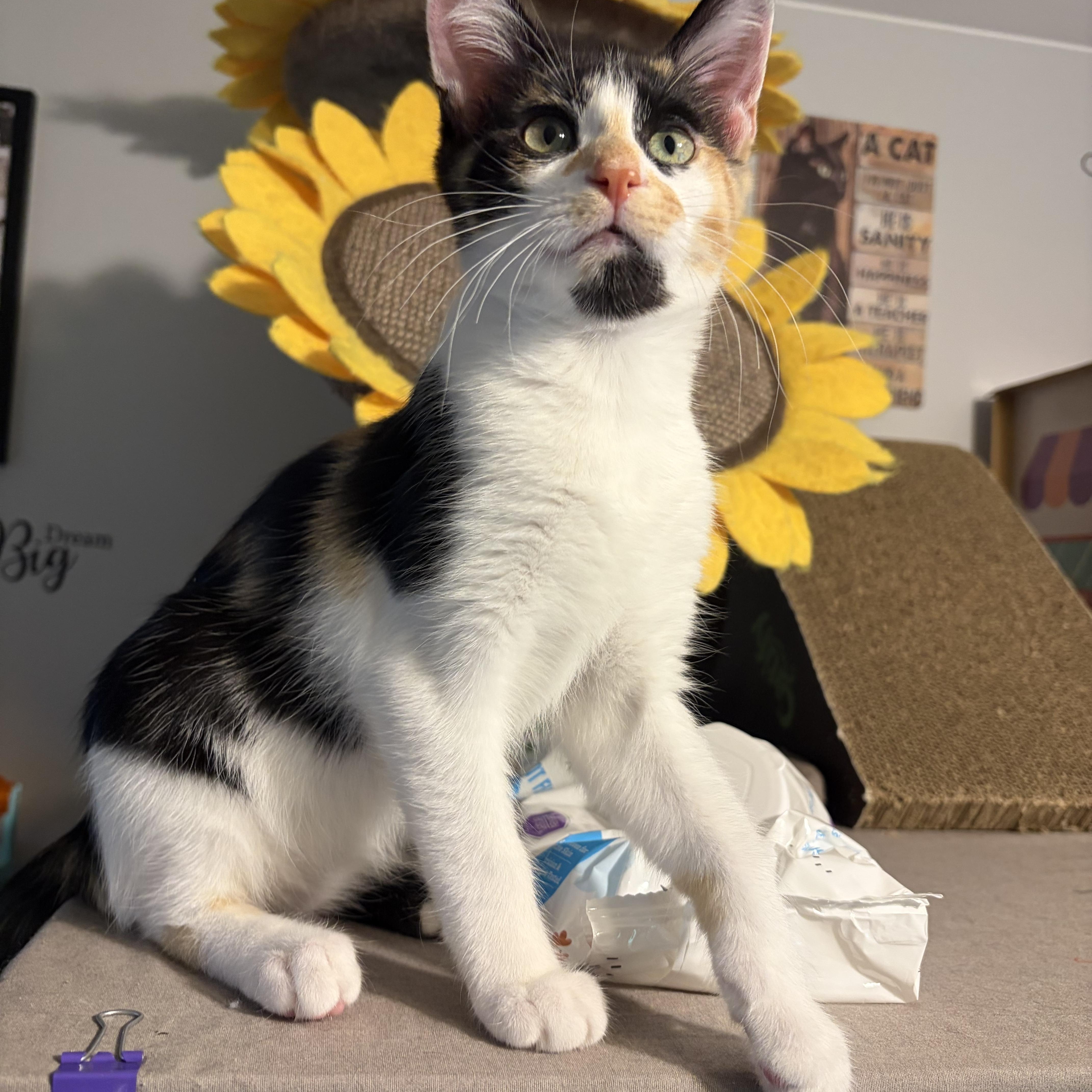 Enlarge Brylee, a ADOPTABLE Domestic Short Hair in South Lyon, MI image 2/4