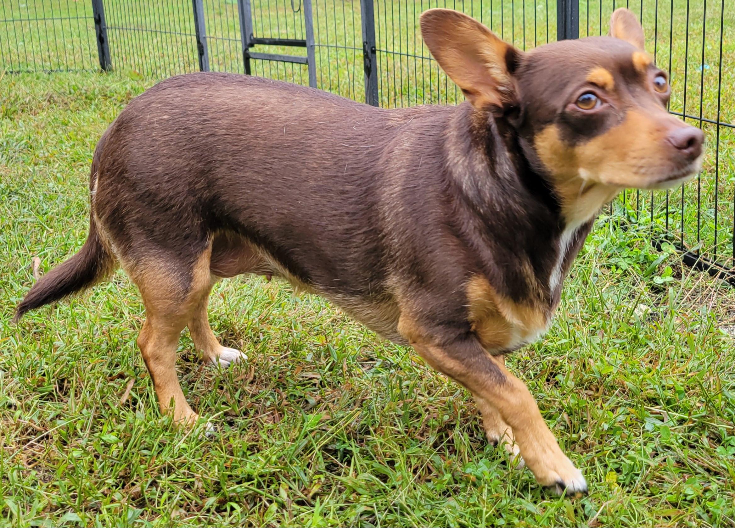 Enlarge Charlotte, a Adoptable mixed breed in Elwood, NJ image 3/3