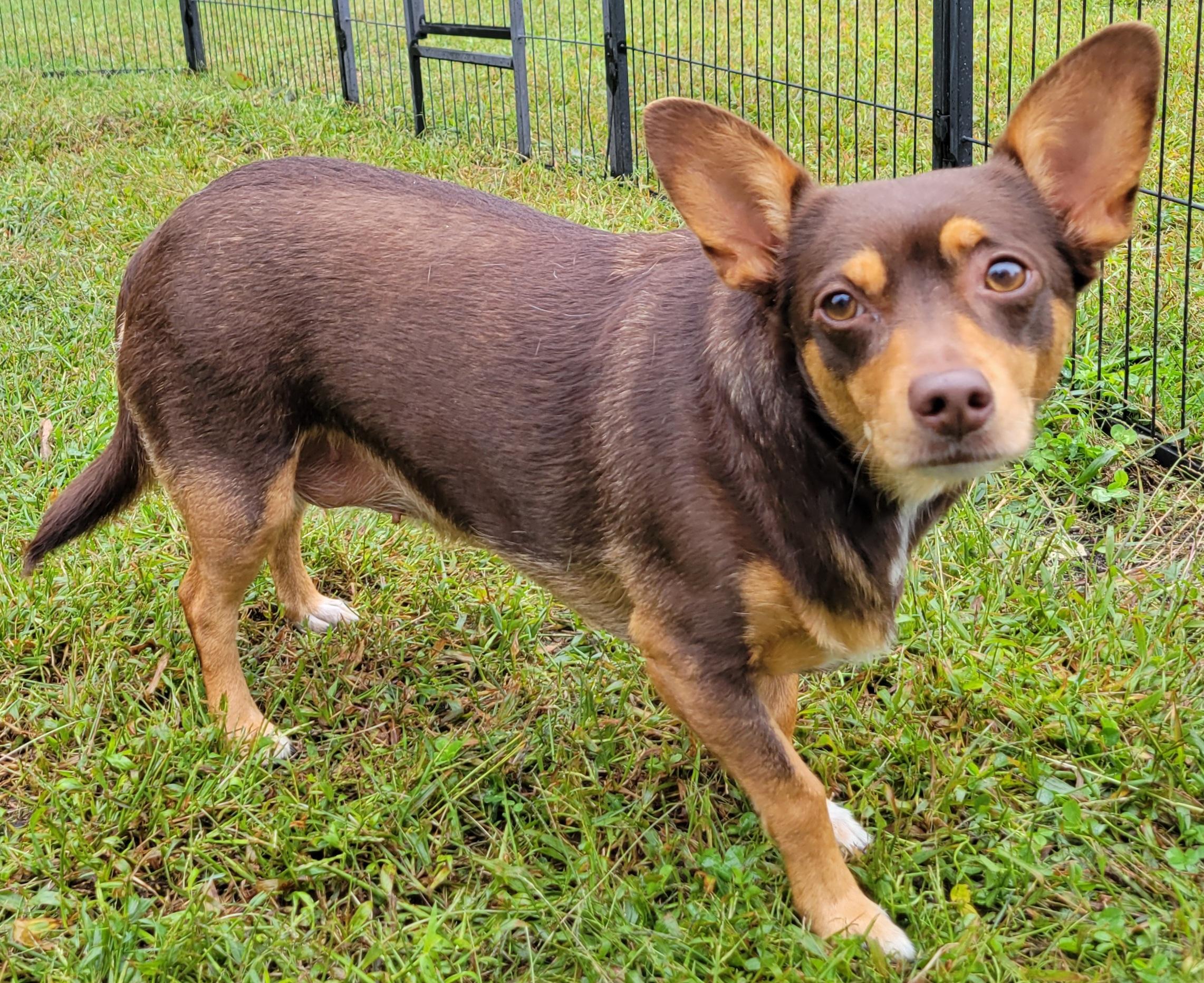 Charlotte, Adoptable, Adult Female Chihuahua & Corgi.