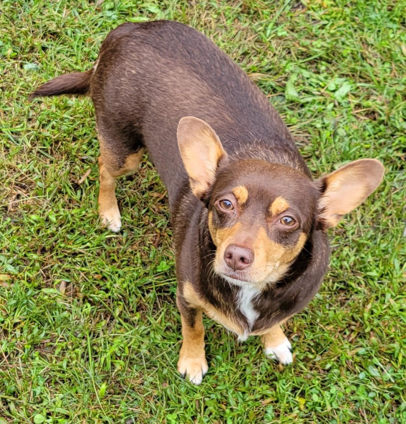 Enlarge Charlotte, a Adoptable mixed breed in Elwood, NJ image 2/3
