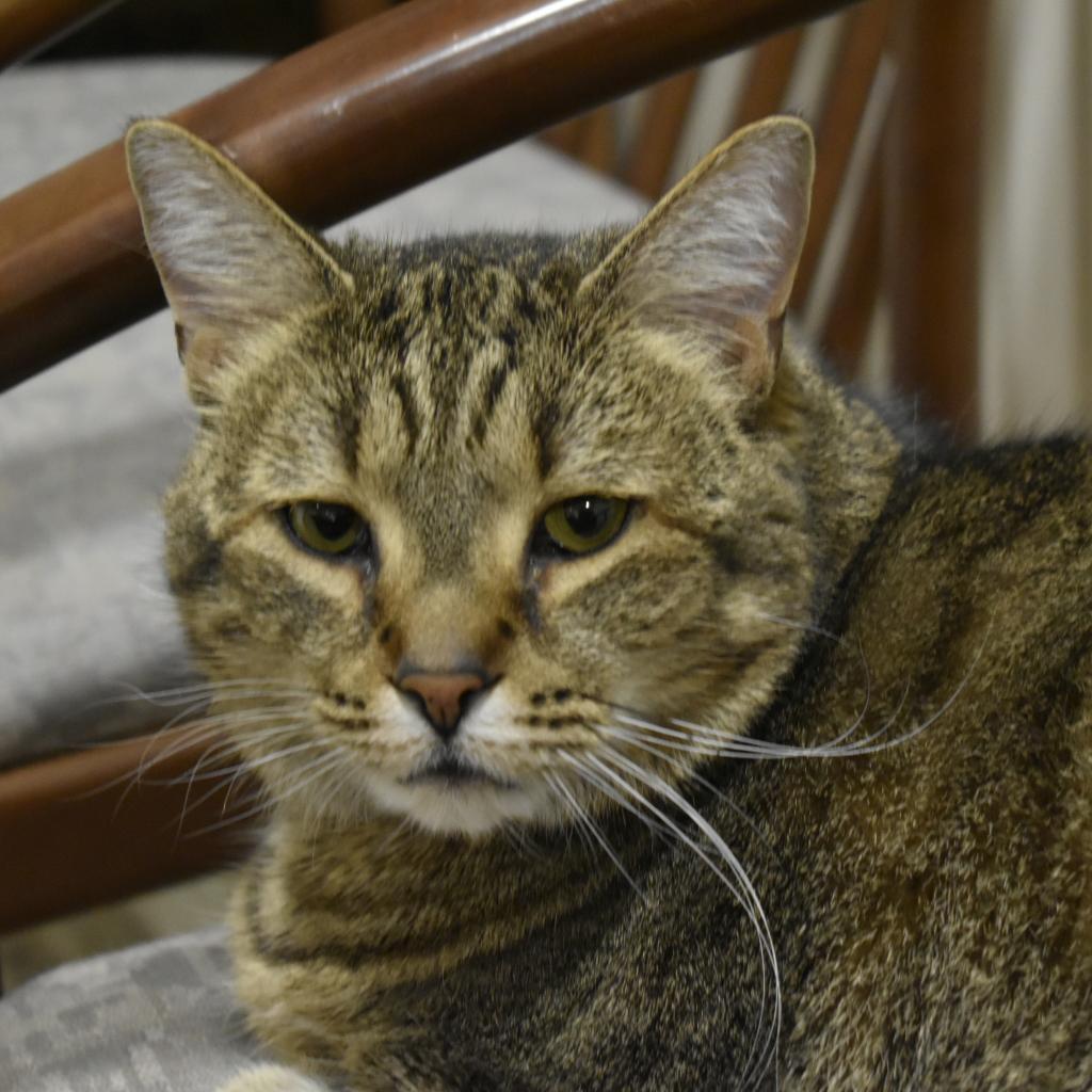 Bobby, Adoptable, Senior Female Domestic Short Hair.