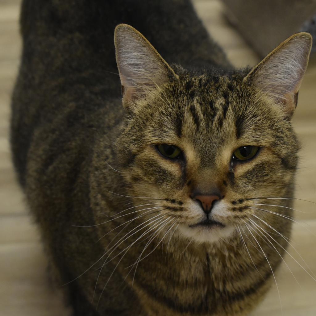 Enlarge Bobby, a Adoptable mixed breed in Waynesboro, PA image 1/5