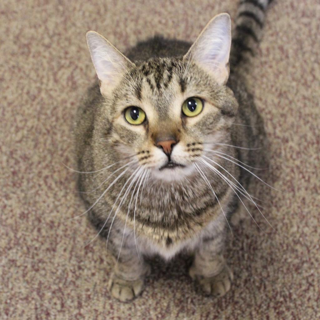 Enlarge Bobby, a Adoptable mixed breed in Waynesboro, PA image 2/5