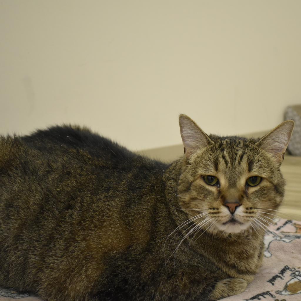 Enlarge Bobby, a Adoptable mixed breed in Waynesboro, PA image 4/5