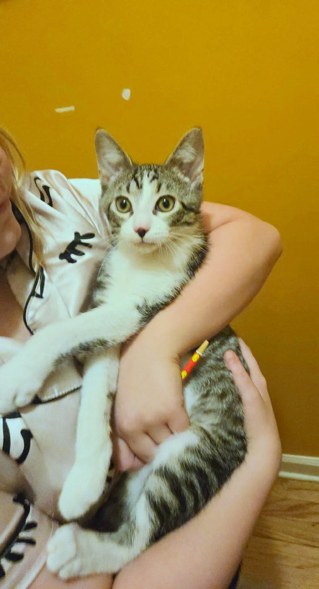 Enlarge Brian, a ADOPTABLE mixed breed in Lisle, IL image 4/6