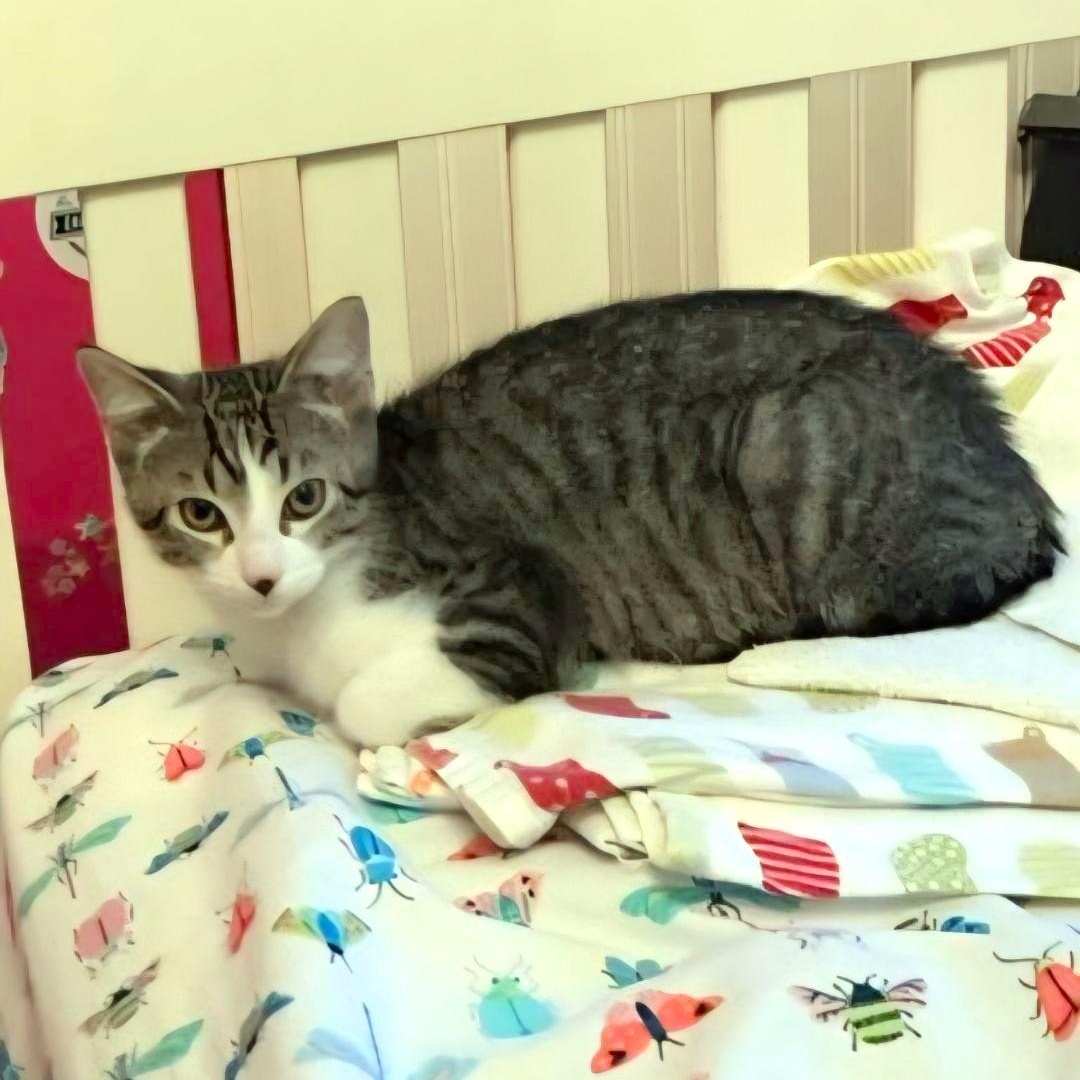 Enlarge Brian, a ADOPTABLE mixed breed in Lisle, IL image 2/6