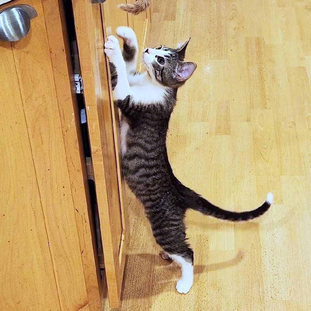 Enlarge Brian, a ADOPTABLE mixed breed in Lisle, IL image 5/6