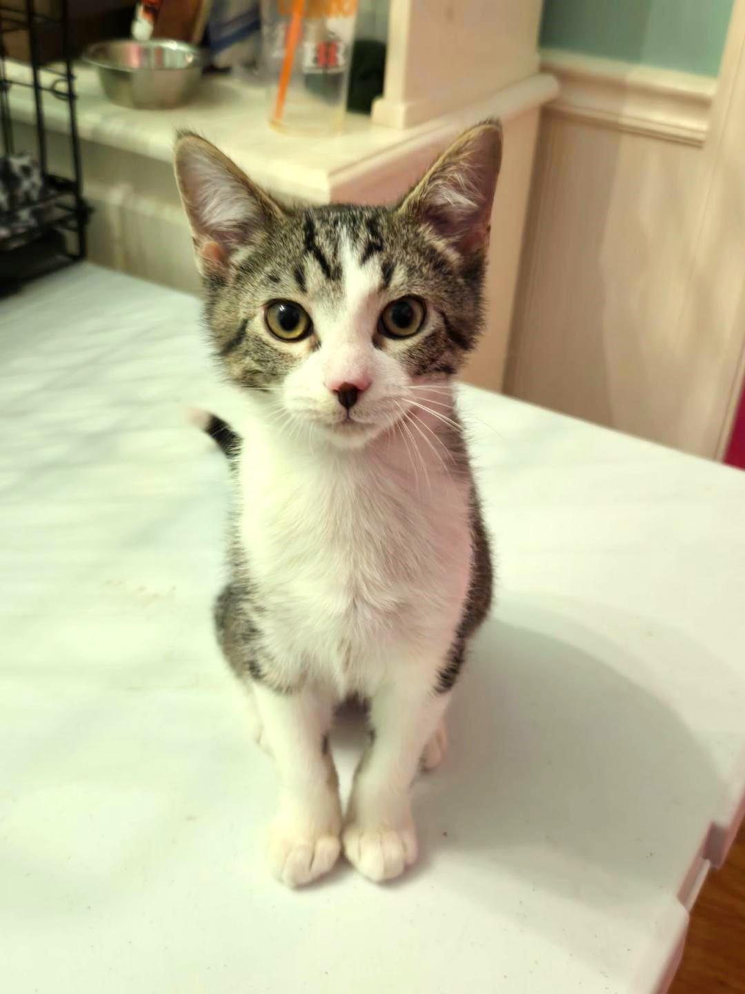 Enlarge Brian, a ADOPTABLE mixed breed in Lisle, IL image 1/6