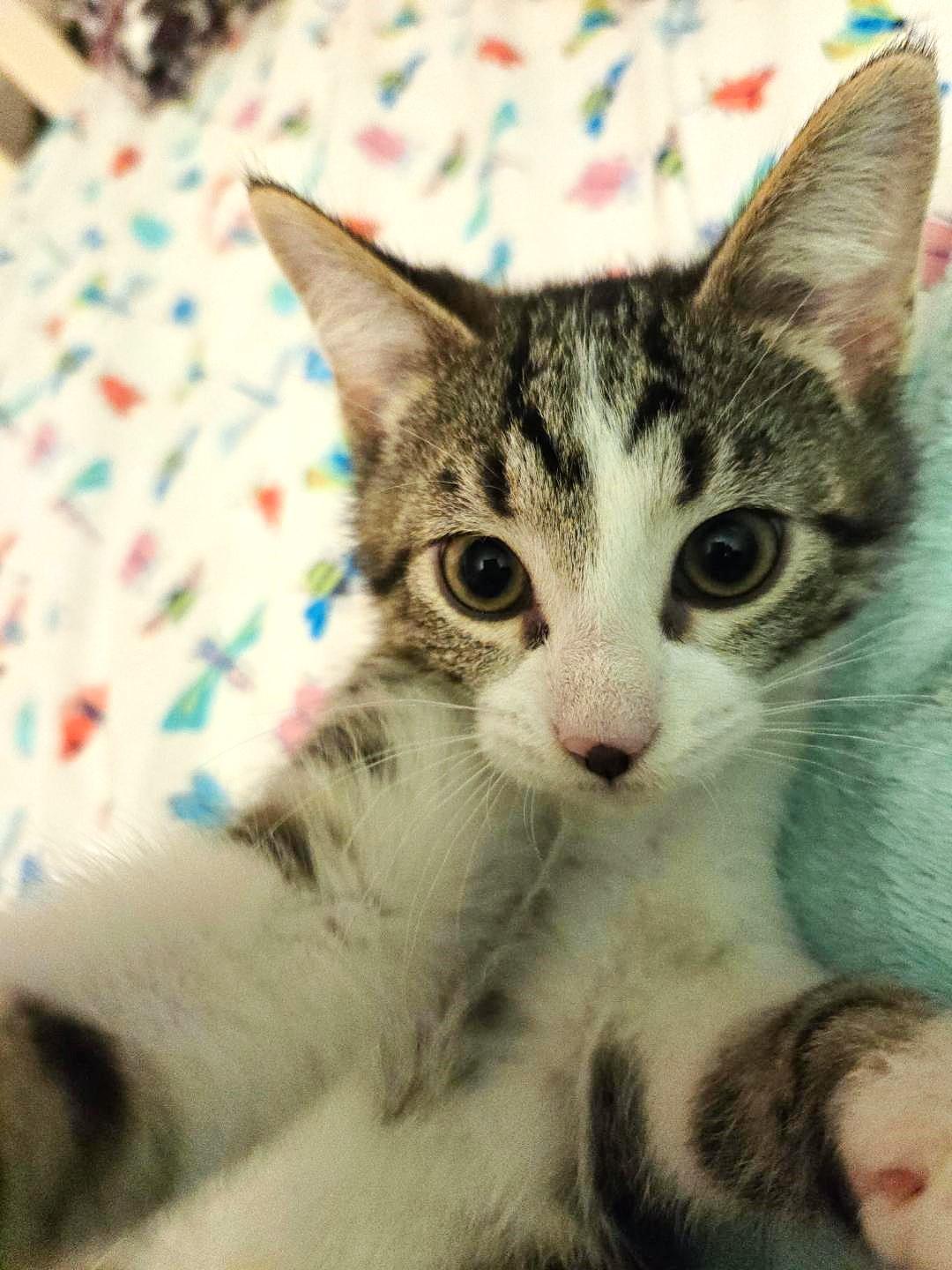 Enlarge Brian, a ADOPTABLE mixed breed in Lisle, IL image 3/6