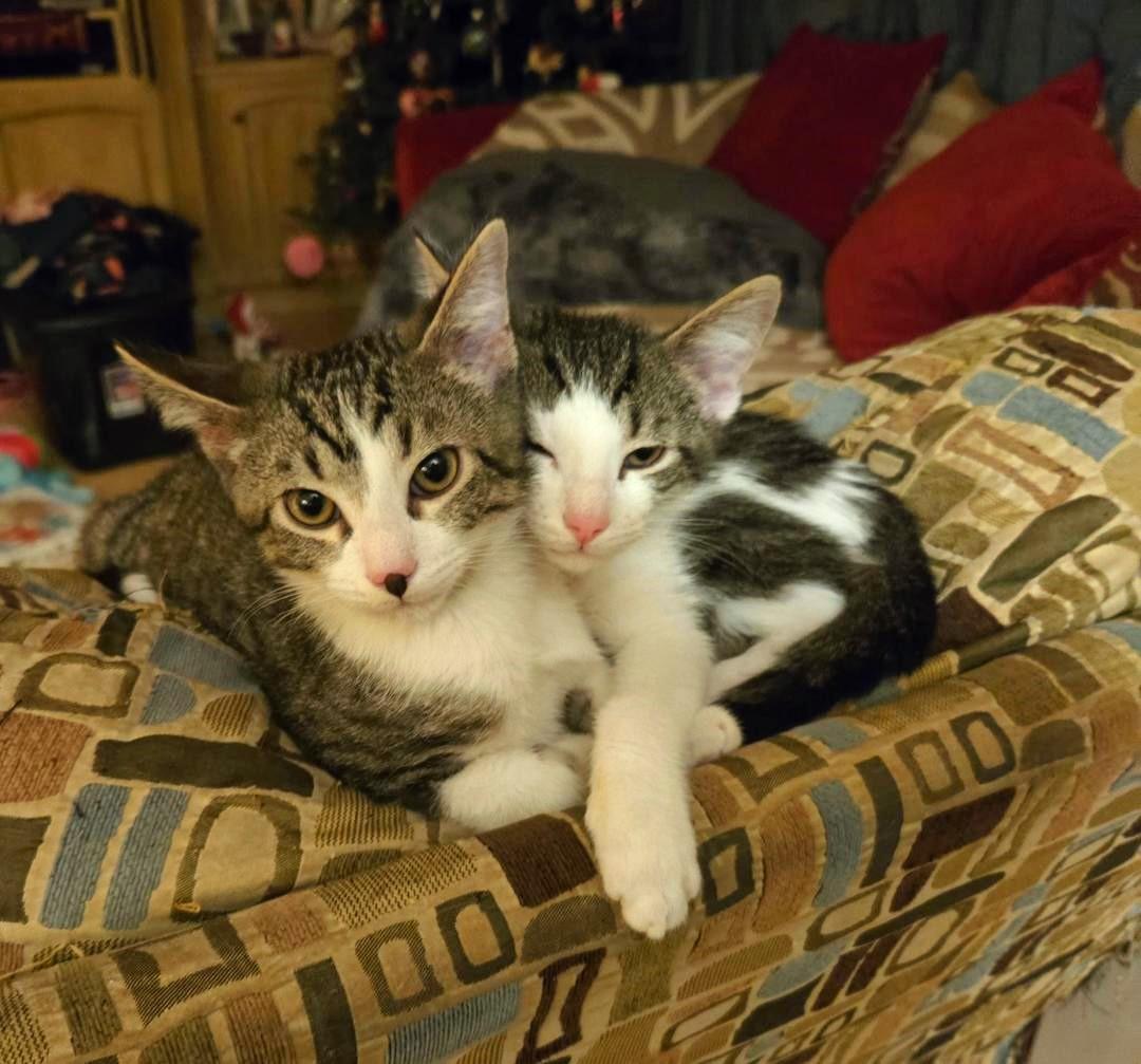 Enlarge Brian, a ADOPTABLE mixed breed in Lisle, IL image 6/6