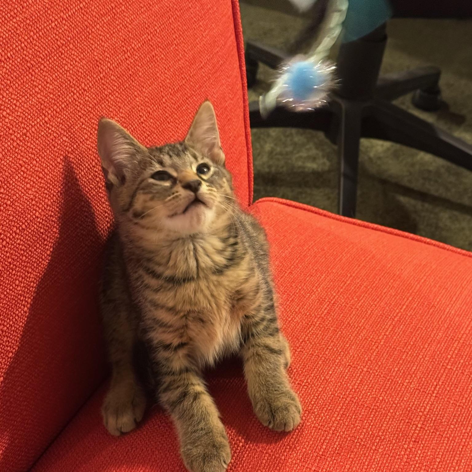Enlarge Sushi, a Adoptable Domestic Short Hair in Warrior, AL image 1/6