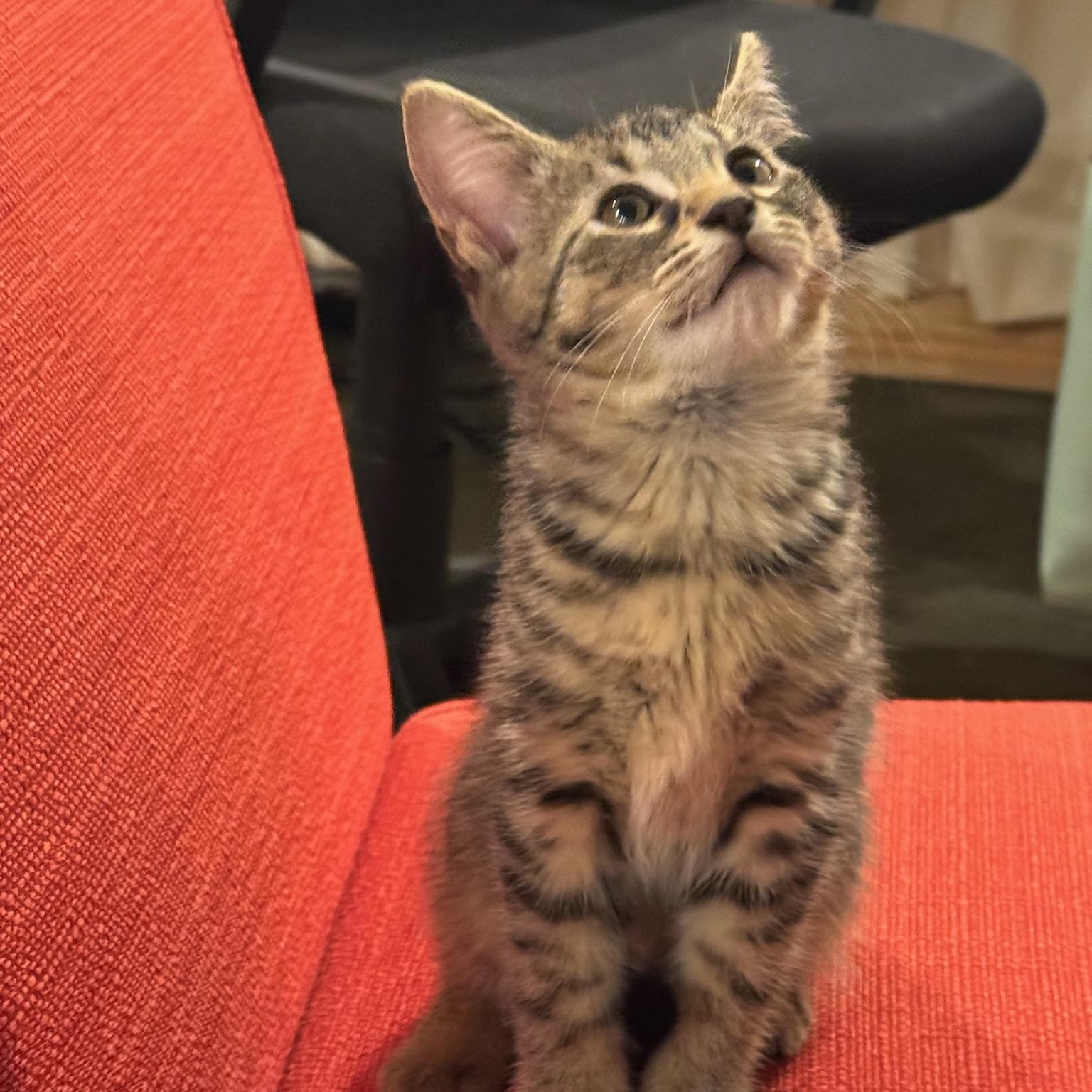 Enlarge Sushi, a Adoptable Domestic Short Hair in Warrior, AL image 2/6