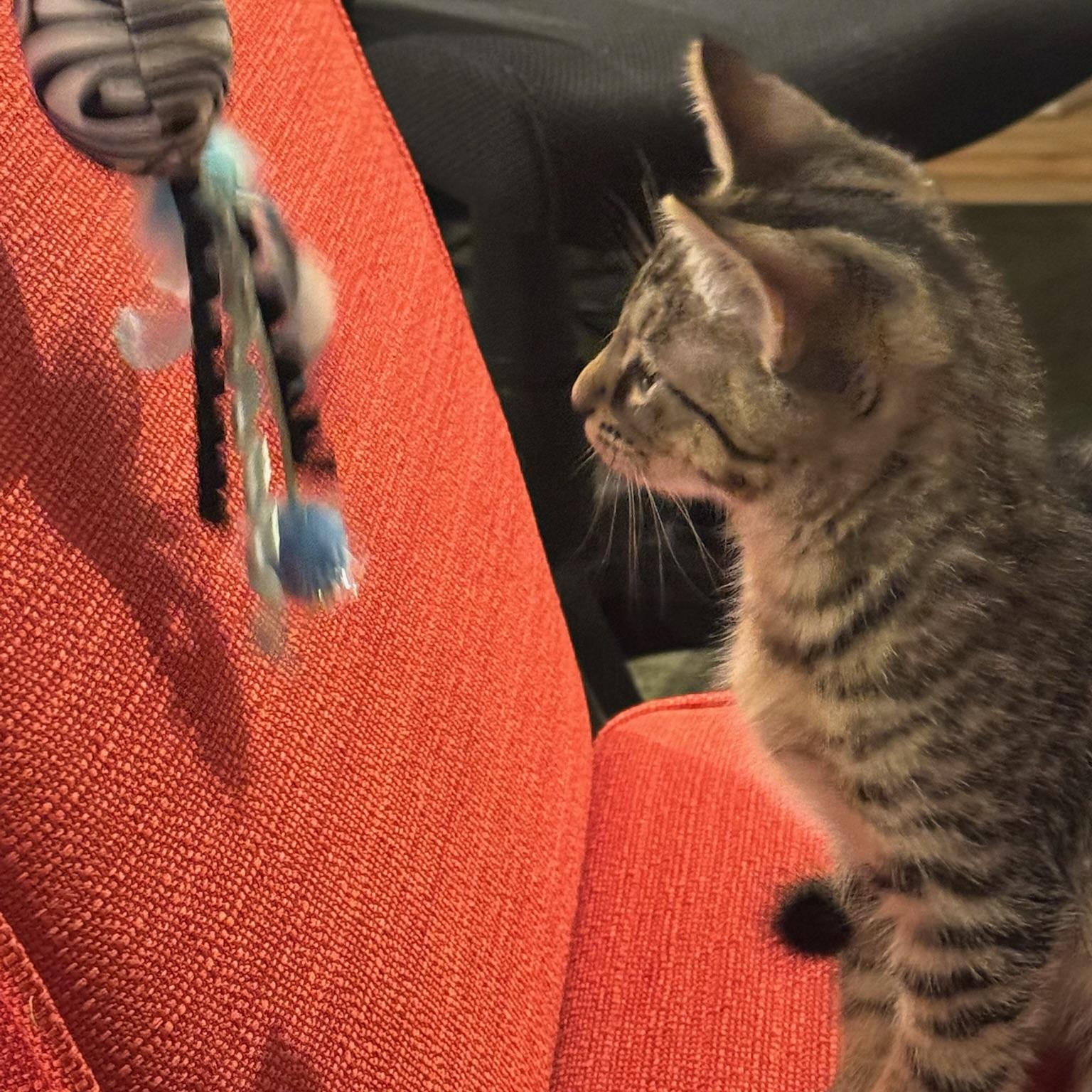 Enlarge Sushi, a Adoptable Domestic Short Hair in Warrior, AL image 4/6