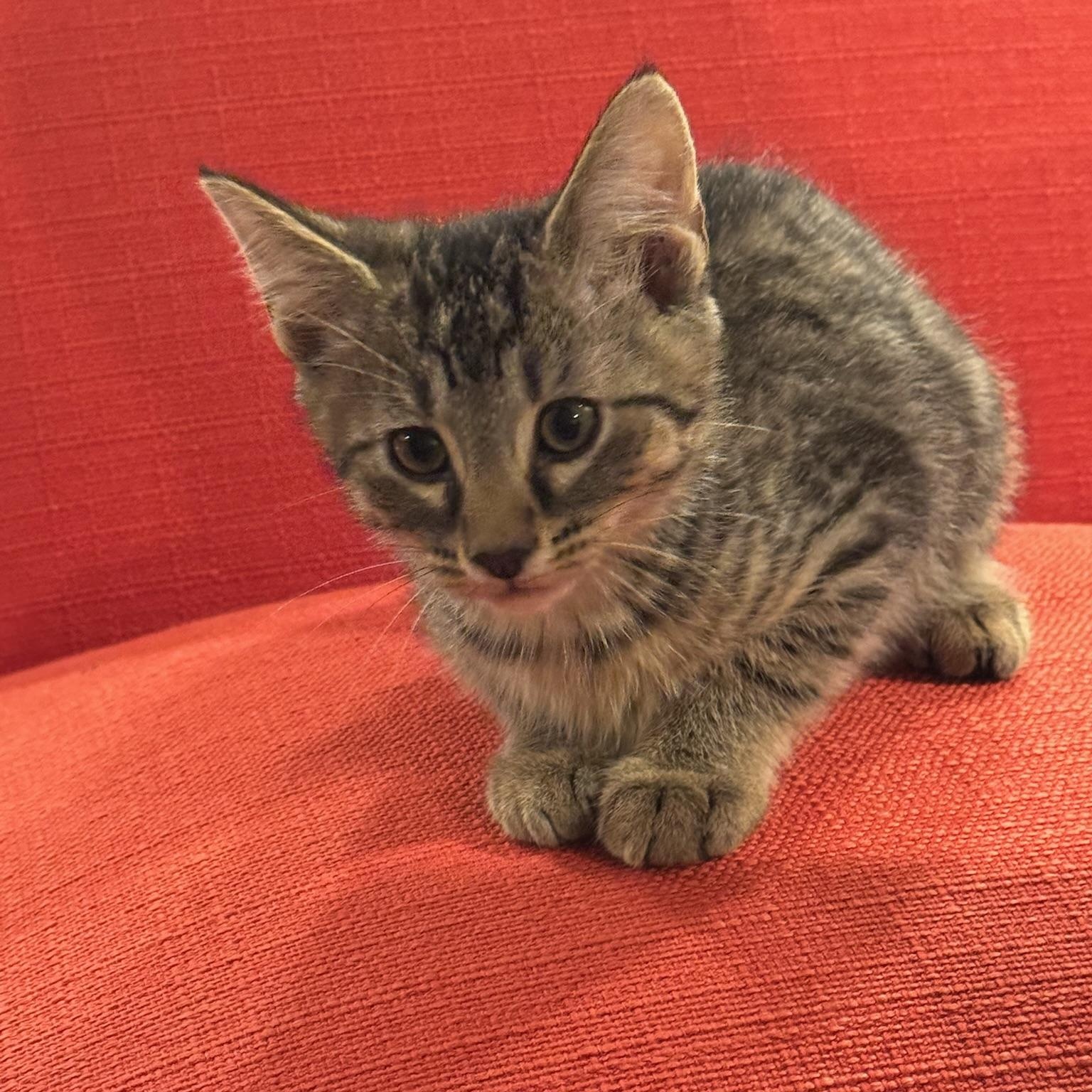 Enlarge Sushi, a Adoptable Domestic Short Hair in Warrior, AL image 6/6