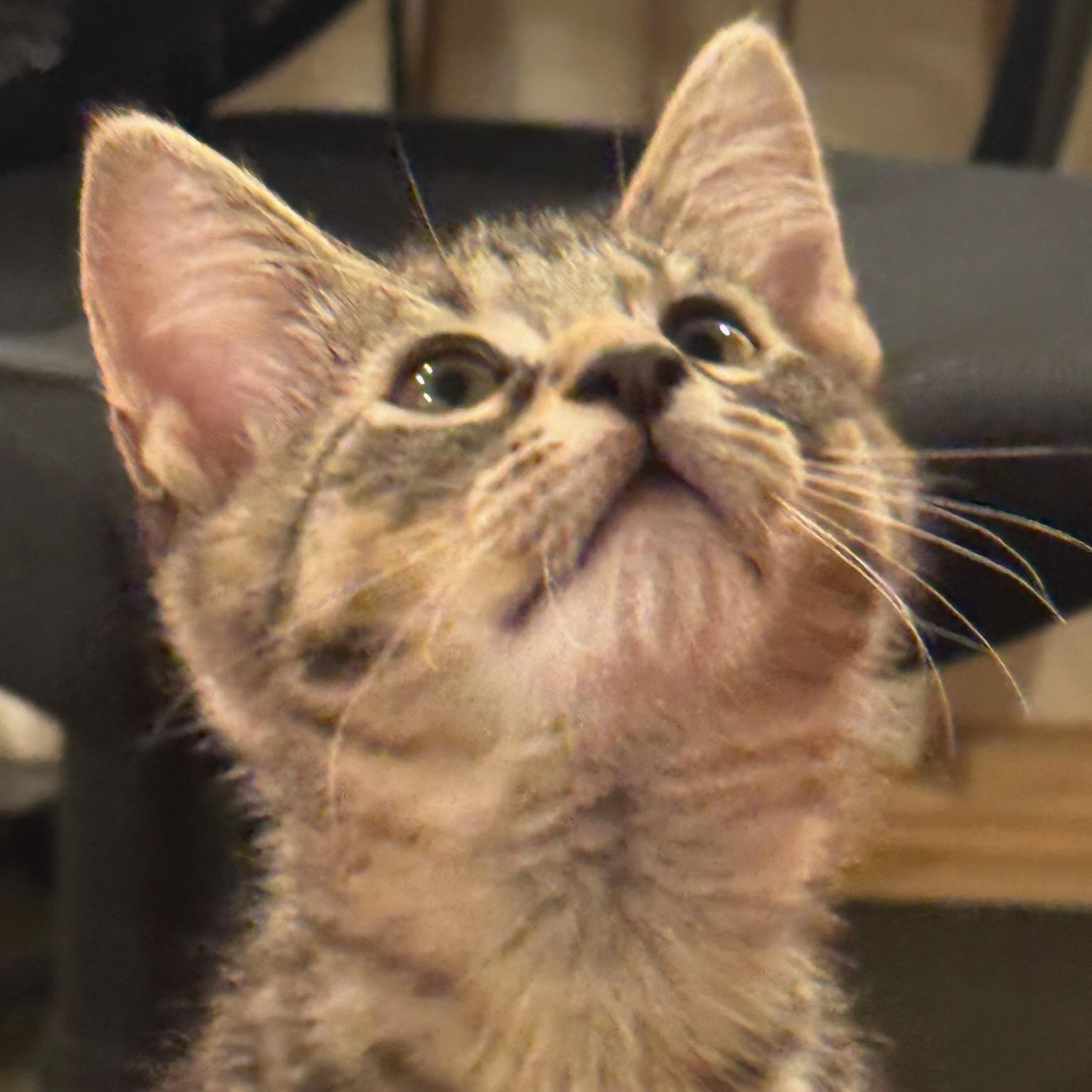 Enlarge Sushi, a Adoptable Domestic Short Hair in Warrior, AL image 5/6
