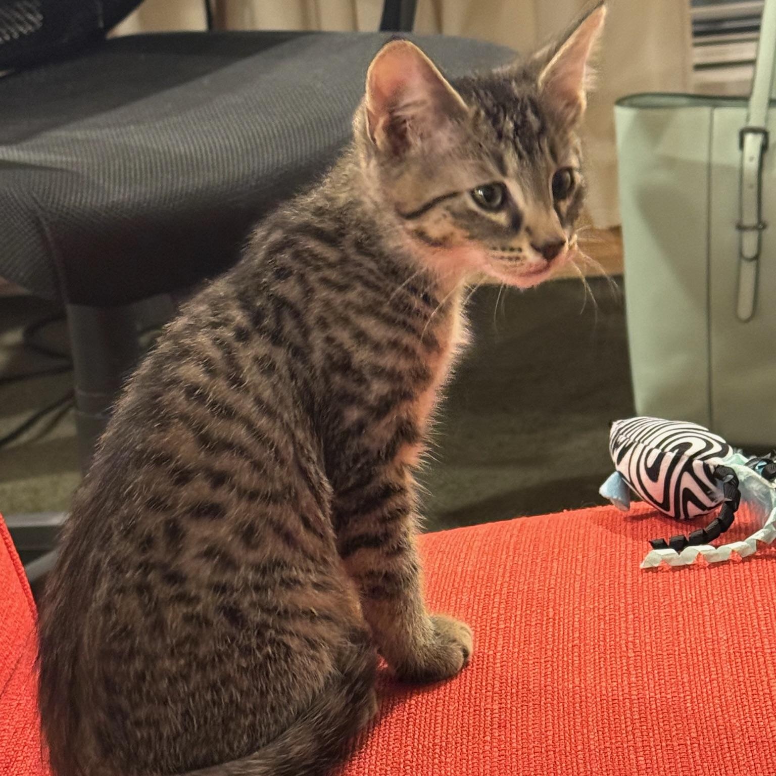 Enlarge Sushi, a Adoptable Domestic Short Hair in Warrior, AL image 3/6
