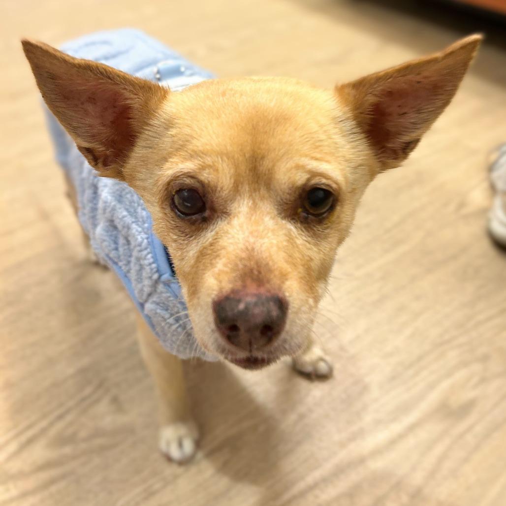 Enlarge Gloss 13598, a Adoptable Chihuahua in San Francisco, CA image 1/6