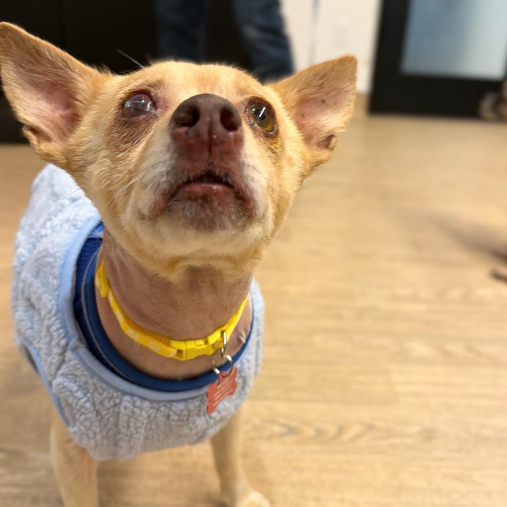 Enlarge Gloss 13598, a Adoptable Chihuahua in San Francisco, CA image 2/6