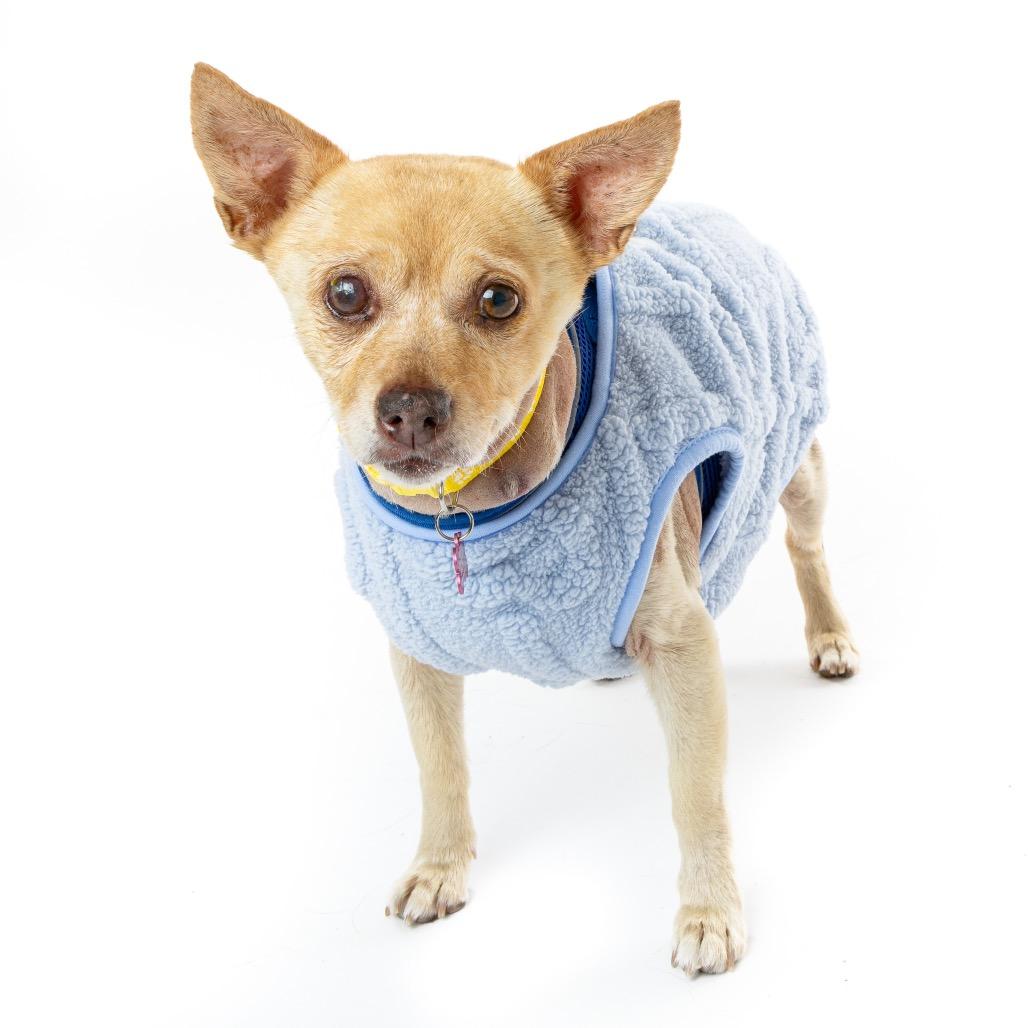 Enlarge Gloss 13598, a Adoptable Chihuahua in San Francisco, CA image 5/6