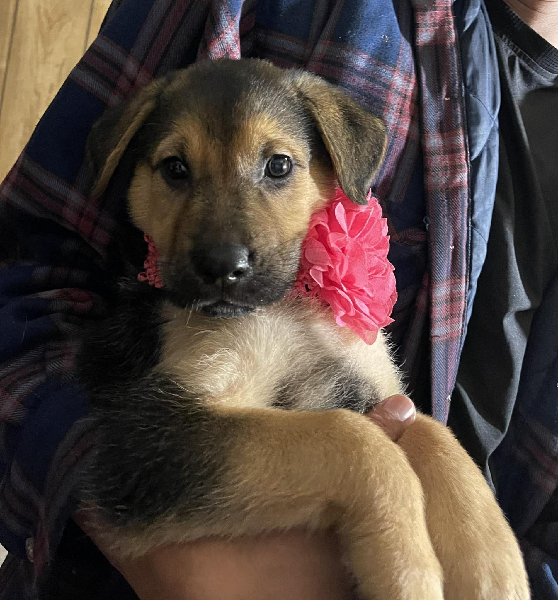 Enlarge Verona, an adopted mixed breed in Temecula, CA image 1/1