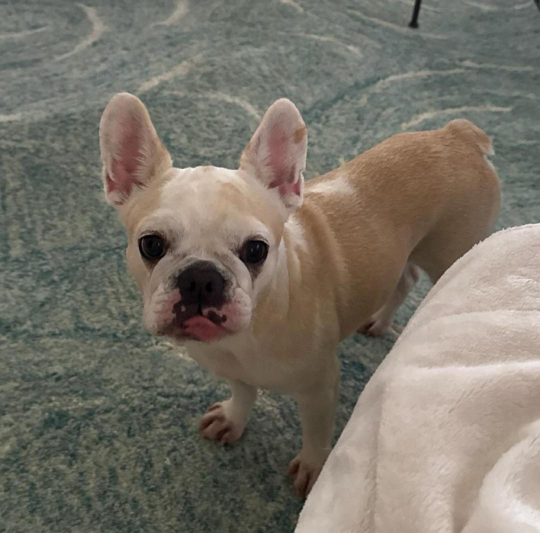 Enlarge Cotton Candy, an adoption pending French Bulldog in Mary Esther, FL image 1/2