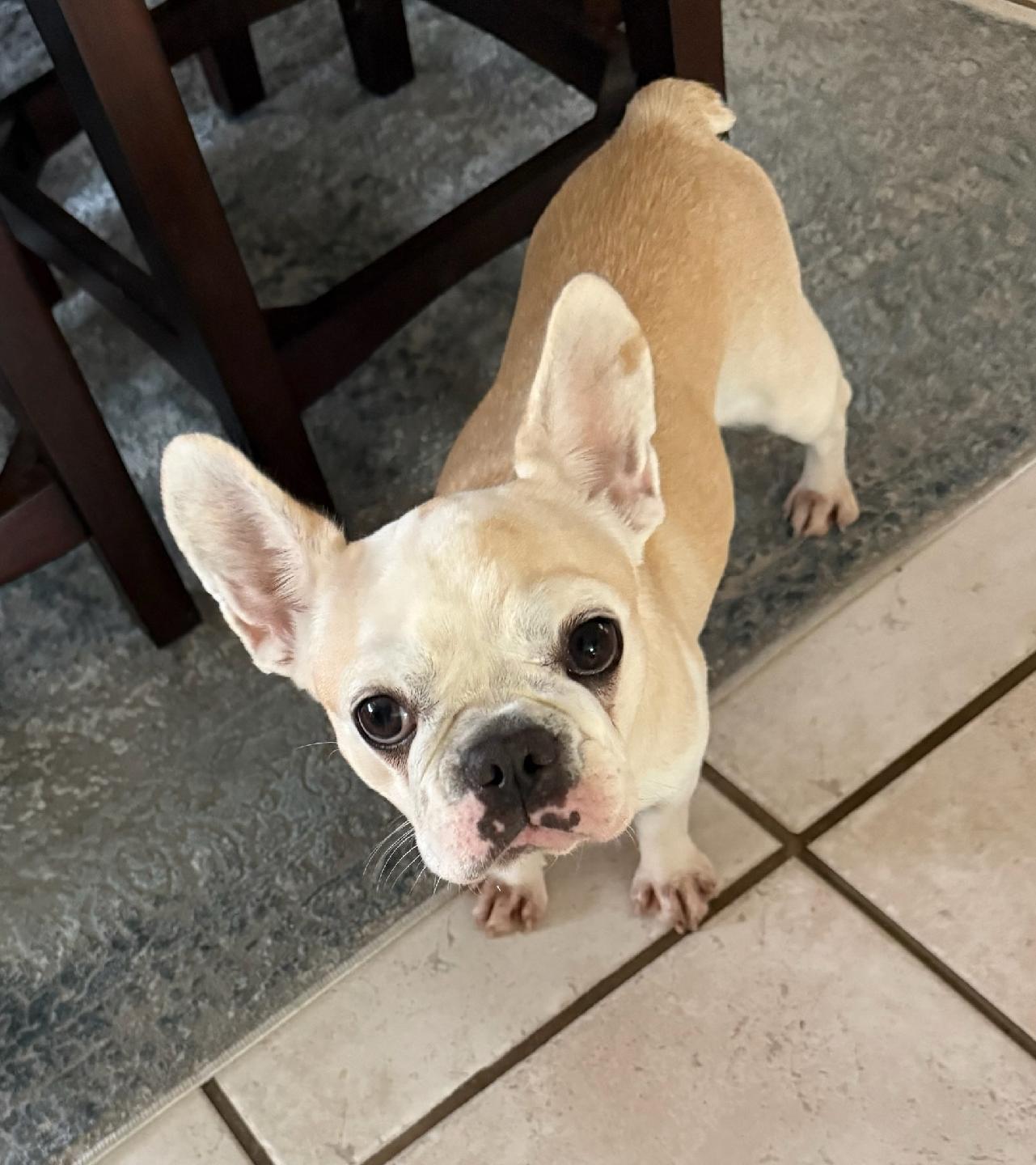 Enlarge Cotton Candy, an adoption pending French Bulldog in Mary Esther, FL image 2/2