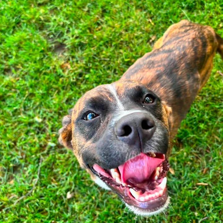 Enlarge Chance, a ADOPTABLE mixed breed in Alma, MI image 1/1
